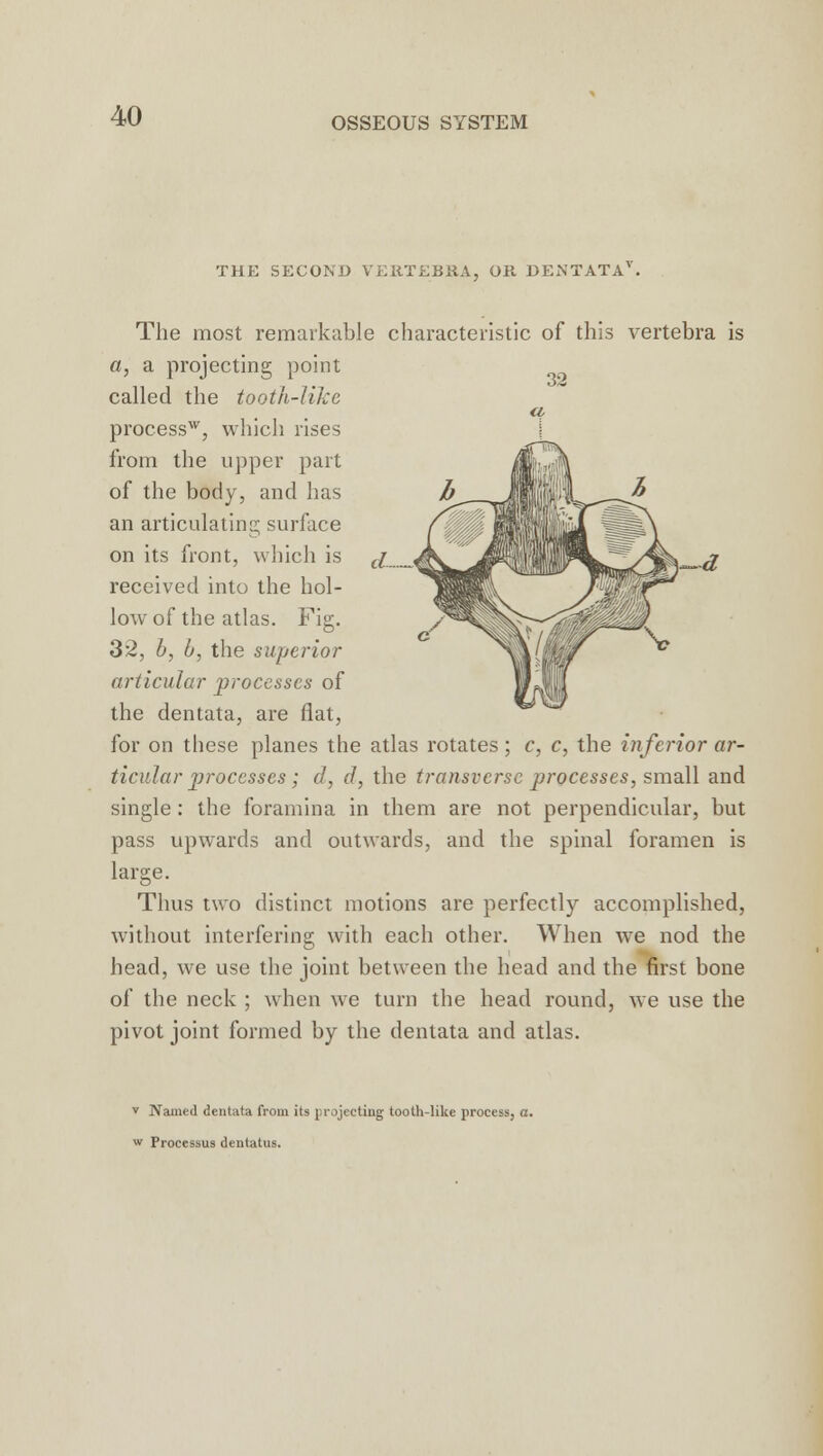 -d THE SECOND VERTEBRA, OR DENTATA4. The most remarkable characteristic of this vertebra is a, a projecting point called the tooth-like a, processw, which rises from the upper part of the body, and has an articulating surface on its front, which is ({ received into the hol- low of the atlas. Fig. 32, b, b, the superior articular processes of the dentata, are flat, for on these planes the atlas rotates; c, c, the inferior ar- ticular processes; d, d, the transverse processes, small and single : the foramina in them are not perpendicular, but pass upwards and outwards, and the spinal foramen is large. Thus two distinct motions are perfectly accomplished, without interfering with each other. When we nod the head, we use the joint between the head and the first bone of the neck ; when we turn the head round, we use the pivot joint formed by the dentata and atlas. v Named dentata from its projecting tooth-like process, a. w Processus dentatus.