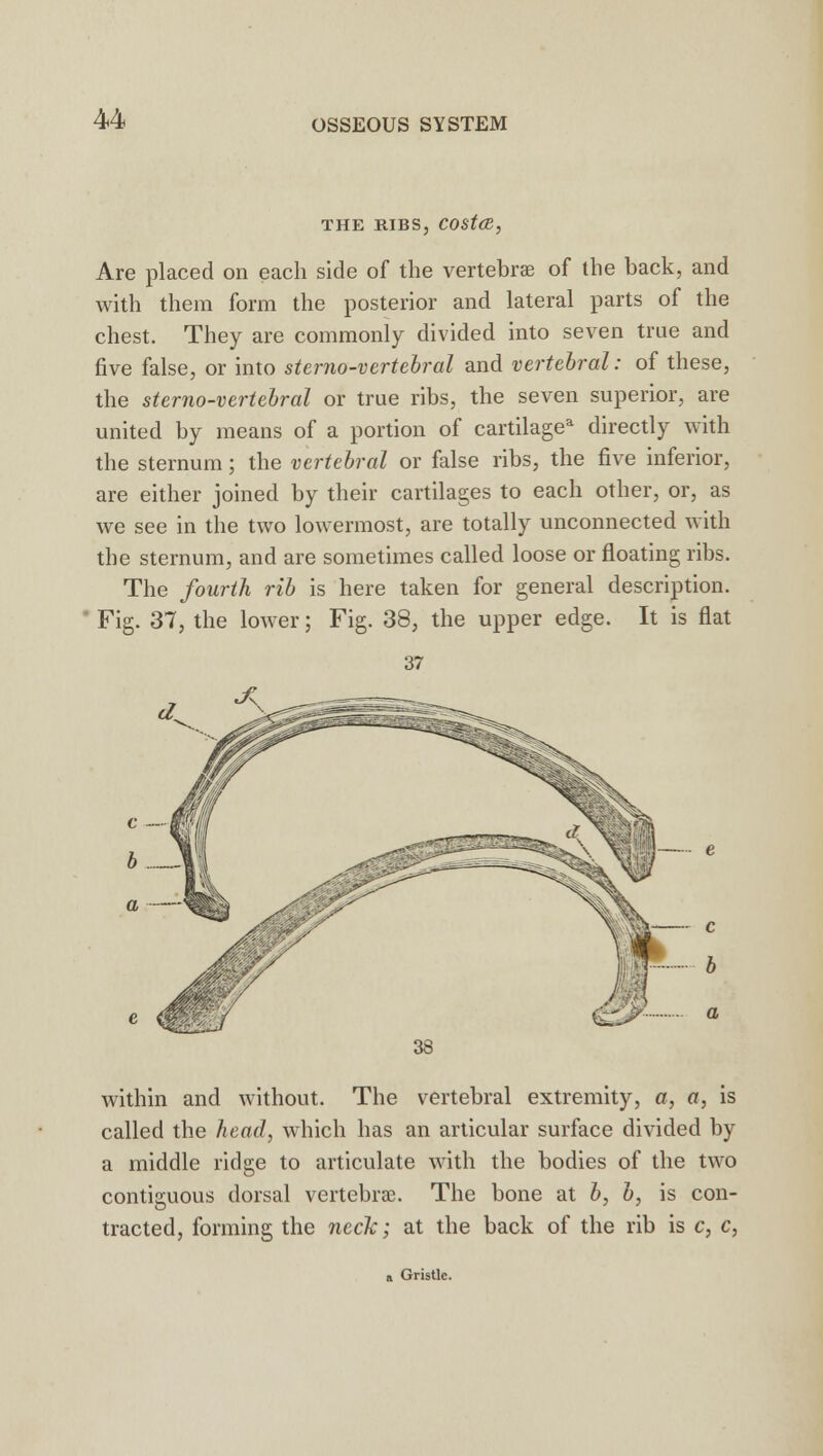 THE RIBS, COSt(B, Are placed on each side of the vertebrae of the back, and with them form the posterior and lateral parts of the chest. They are commonly divided into seven true and five false, or into sterno-vertebral and vertebral: of these, the sterno-vertebral or true ribs, the seven superior, are united by means of a portion of cartilagea directly with the sternum; the vertebral or false ribs, the five inferior, are either joined by their cartilages to each other, or, as we see in the two lowermost, are totally unconnected with the sternum, and are sometimes called loose or floating ribs. The fourth rib is here taken for general description. Fig. 37, the lower; Fig. 38, the upper edge. It is flat 37 within and without. The vertebral extremity, a, a, is called the head, which has an articular surface divided by a middle ridge to articulate with the bodies of the two contiguous dorsal vertebrae. The bone at b, b, is con- tracted, forming the neck; at the back of the rib is c, c, Gristle.