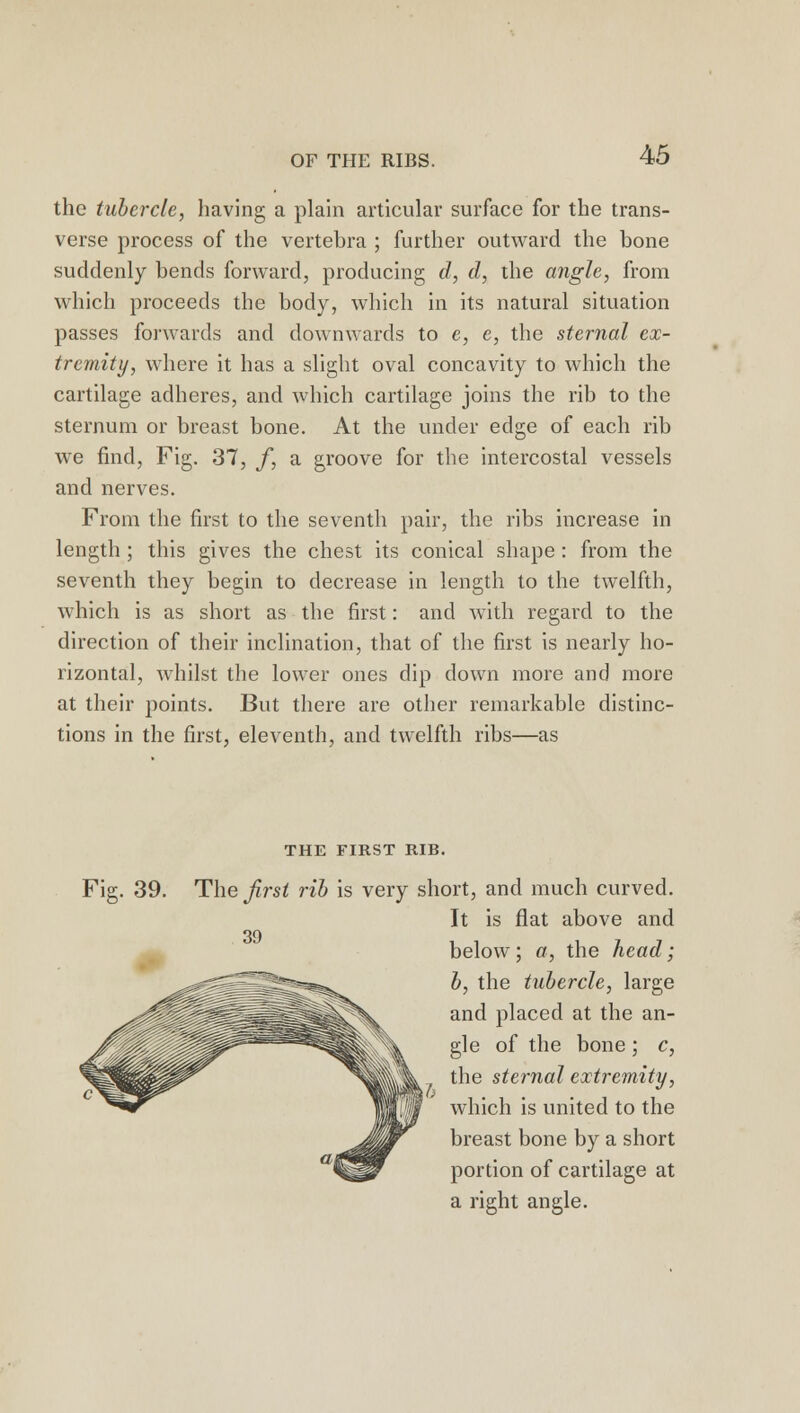 OF THE RIBS. the tubercle, having a plain articular surface for the trans- verse process of the vertebra ; further outward the bone suddenly bends forward, producing d, d, the angle, from which proceeds the body, which in its natural situation passes forwards and downwards to e, e, the sternal ex- tremity, where it has a slight oval concavity to which the cartilage adheres, and which cartilage joins the rib to the sternum or breast bone. At the under edge of each rib we find, Fig. 37, f, a groove for the intercostal vessels and nerves. From the first to the seventh pair, the ribs increase in length ; this gives the chest its conical shape : from the seventh they begin to decrease in length to the twelfth, which is as short as the first: and with regard to the direction of their inclination, that of the first is nearly ho- rizontal, whilst the lower ones dip down more and more at their points. But there are other remarkable distinc- tions in the first, eleventh, and twelfth ribs—as THE FIRST RIB. Fig. 39. The first rib is very short, and much curved. It is flat above and 39 below; a, the head; b, the tubercle, large and placed at the an- gle of the bone ; c, the sternal extremity, which is united to the breast bone by a short portion of cartilage at a right angle.