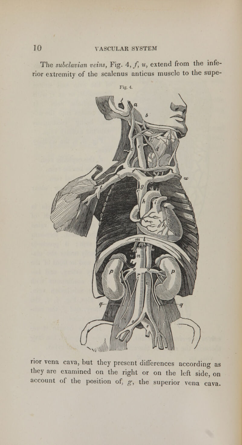 The subclavian veins, Fig. 4,f, u, extend from the infe- rior extremity of the scalenus anticus muscle to the supe- Fig. 4. rior vena cava, but they present differences according as they are examined on the right or on the left side, on account of the position of, g, the superior vena cava.