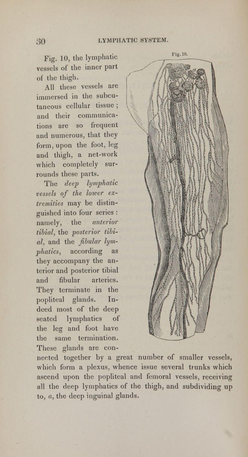 Fig. 10, the lymphatic vessels of the inner part of the thigh. All these vessels are immersed in the subcu- taneous cellular tissue ; and their communica- tions are so frequent and numerous, that they form, upon the foot, leg and thigh, a net-work which completely sur- rounds these parts. The deep lymphatic vessels of the lower ex- tremities may be distin- guished into four series : namely, the anterior tibial, the posterior tibi- al, and the fibular lym- phatics, according as they accompany the an- terior and posterior tibial and fibular arteries. They terminate in the popliteal glands. In- deed most of the deep seated lymphatics of the leg and foot have the same termination. These glands are con- nected together by a great number of smaller vessels, which form a plexus, whence issue several trunks which ascend upon the popliteal and femoral vessels, receiving all the deep lymphatics of the thigh, and subdividing up to, a, the deep inguinal glands.