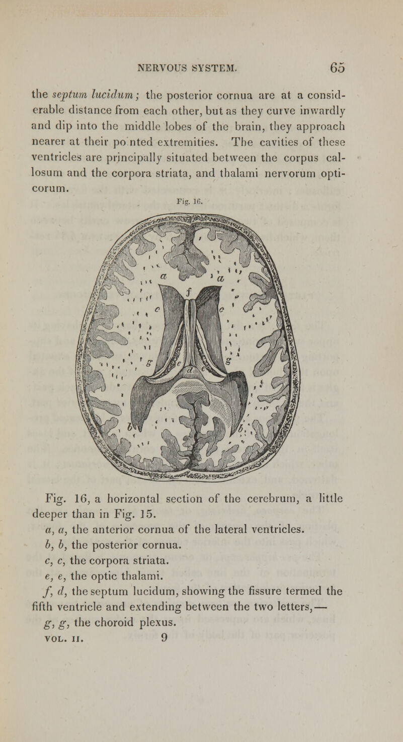 the septum lucidum; the posterior cornua are at a consid- erable distance from each other, but as they curve inwardly and dip into the middle lobes of the brain, they approach nearer at their po nted extremities. The cavities of these ventricles are principally situated between the corpus cal- losum and the corpora striata, and thalami nervorum opti- corum. Fis. 16. Fig. 16, a horizontal section of the cerebrum, a little deeper than in Fig. 15. a, a, the anterior cornua of the lateral ventricles. b, b, the posterior cornua. c, c, the corpora striata. e, e, the optic thalami. f, d, the septum lucidum, showing the fissure termed the fifth ventricle and extending between the two letters,— g, g, the choroid plexus. vol. n. 9