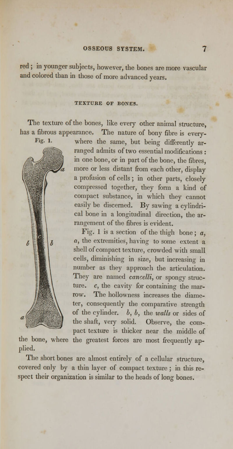 red; in younger subjects, however, the bones are more vascular and colored than in those of more advanced years. TEXTUKE OF BONES. The texture of the bones, like every other animal structure, has a fibrous appearance. The nature of bony fibre is every- Fig. l. where the same, but being differently ar- ( 1^) ranged admits of two essential modifications : in one bone, or in part of the bone, the fibres, more or less distant from each other, display a profusion of cells; in other parts, closely compressed together, they form a kind of compact substance, in which they cannot easily be discerned. By sawing a cylindri- cal bone in a longitudinal direction, the ar- rangement of the fibres is evident. Fig. 1 is a section of the thigh bone; a, a, the extremities, having to some extent a shell of compact texture, crowded with small cells, diminishing in size, but increasing in number as they approach the articulation. They are named cancelli, or spongy struc- ture, c, the cavity for containing the mar- row. The hollowness increases the diame- ter, consequently the comparative strength of the cylinder, b, b, the walls or sides of the shaft, very solid. Observe, the com- pact texture is thicker near the middle of the bone, where the greatest forces are most frequently ap- plied. The short bones are almost entirely of a cellular structure, covered only by a thin layer of compact texture ; in this re- spect their organization is similar to the heads of long bones.
