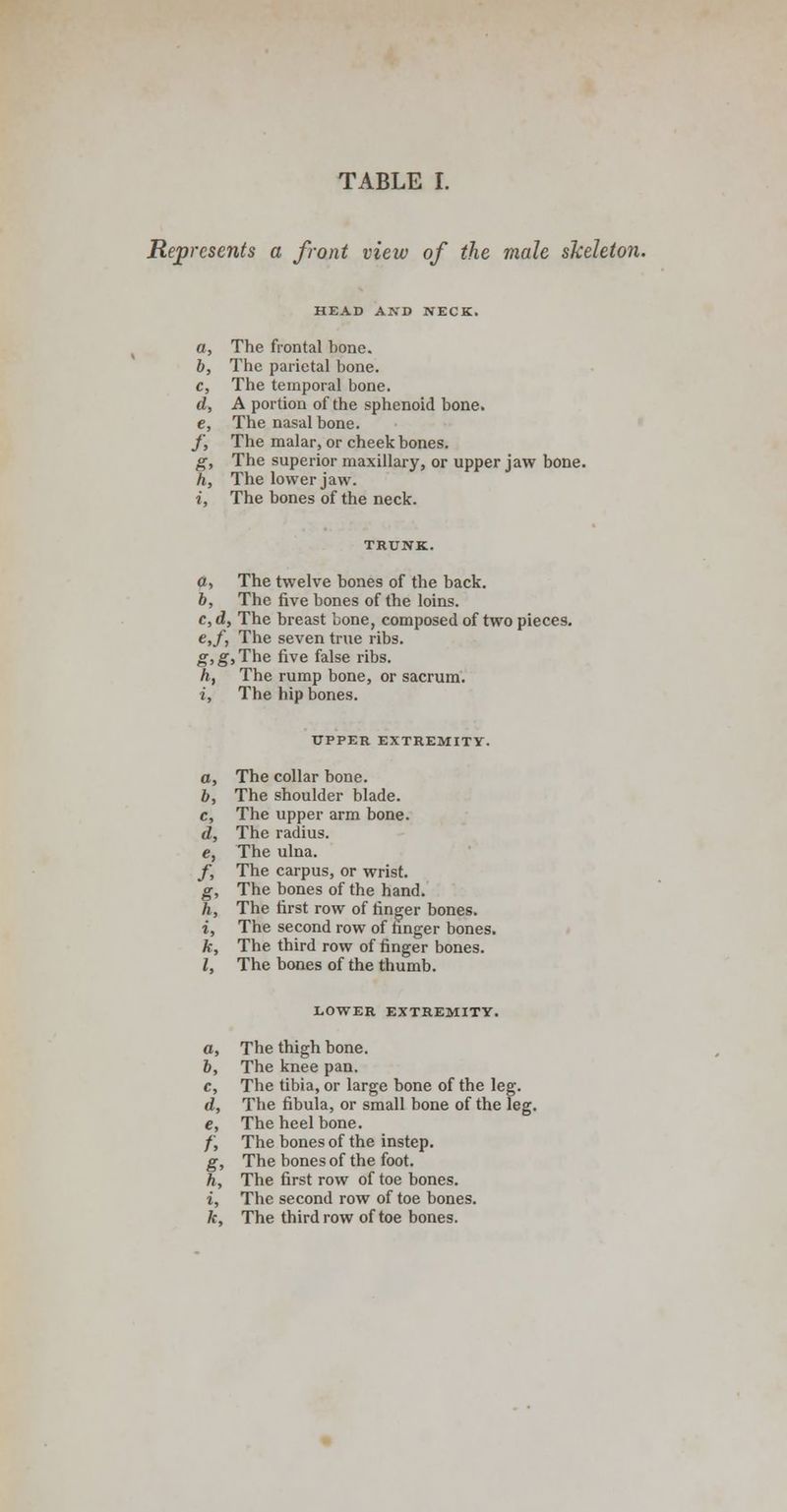 Represents a front view of the male skeleton. HEAD AND NECK. a, The frontal bone. b, The parietal bone. c, The temporal bone. d, A portion of the sphenoid bone. e, The nasal bone. f, The malar, or cheekbones. g, The superior maxillary, or upper jaw bone. h, The lower jaw. i, The bones of the neck. a, The twelve bones of the back. b, The five bones of the loins. c, d, The breast bone, composed of two pieces. e,f, The seven true ribs. g,g,The five false ribs. h, The rump bone, or sacrum. i, The hip bones. UPPER EXTREMITY. a, The collar bone. b, The shoulder blade. c, The upper arm bone. d, The radius. e, The ulna. /, The carpus, or wrist. g, The bones of the hand. h, The first row of finger bones. i, The second row of finger bones. k, The third row of finger bones. I, The bones of the thumb. LOWER EXTREMITY. a, The thigh bone. 6, The knee pan. c, The tibia, or large bone of the leg. d, The fibula, or small bone of the leg. e, The heel bone. /, The bones of the instep. g, The bones of the foot. h, The first row of toe bones. i, The second row of toe bones. k, The third row of toe bones.