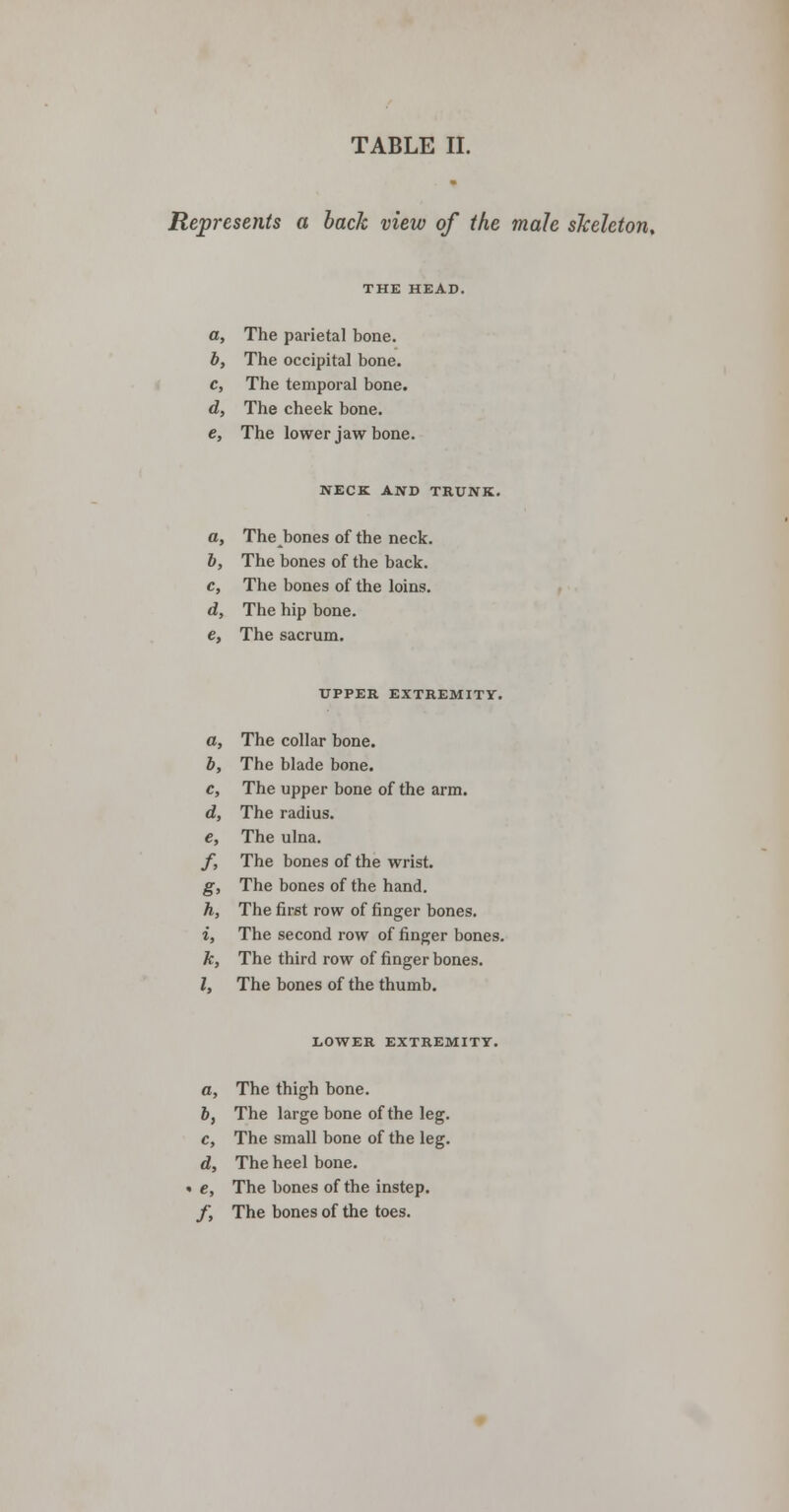 Represents a back view of the male skeleton. THE HEAD a, The parietal bone. b, The occipital bone. c, The temporal bone. d, The cheek bone. e> The lower jaw bone. NECK AND TRUNK. a, The bones of the neck. b, The bones of the back. c, The bones of the loins. d, The hip bone. e, The sacrum. UPPER EXTREMITY. a, The collar bone. b, The blade bone. c, The upper bone of the arm. d, The radius. e, The ulna. f, The bones of the wrist. g, The bones of the hand. h, The first row of finger bones. i, The second row of finger bones. k, The third row of finger bones. I, The bones of the thumb. LOWER EXTREMITY. a, The thigh bone. 5, The large bone of the leg. c, The small bone of the leg. d, The heel bone. i e, The bones of the instep. f, The bones of the toes.