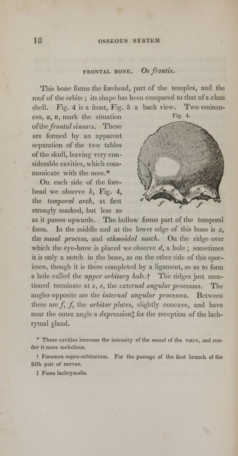 FRONTAL BONE. Os frontis. This bone forms the forehead, part of the temples, and the roof of the orbits ; its shape has been compared to that of a clam shell. Fig. 4 is a front, Fig. 5 a back view. Two eminen- ces, «, a, mark the situation of the frontal sinuses. These are formed by an apparent separation of the two tables of the skull, leaving very con- siderable cavities, which com- municate with the nose.* On each side of the fore- head we observe b, Fig. 4, the temporal arch, at first strongly marked, but less so as it passes upwards. The hollow forms part of the temporal fossa. In the middle and at the lower edge of this bone is c, the nasal process, and ethmoidal notch. On the ridge over which the eye-brow is placed we observe d, a hole ; sometimes it is only a notch in the bone, as on the other side of this spec- imen, though it is there completed by a ligament, so as to form a hole called the upper orbitary hole.f The ridges just men- tioned terminate at e, e, the external angular processes. The angles opposite are the internal angular processes. Between these are/, f, the orbitar plates, slightly concave, and have near the outer angle a depression^ for the reception of the lach- rymal gland. * These cavities increase the intensity of the sound of the voice, and ren- der it more melodious. t Foramen supra-orhitarium. For the passage of the first branch of the fifth pair of nerves. X Fossa lachrymalis.