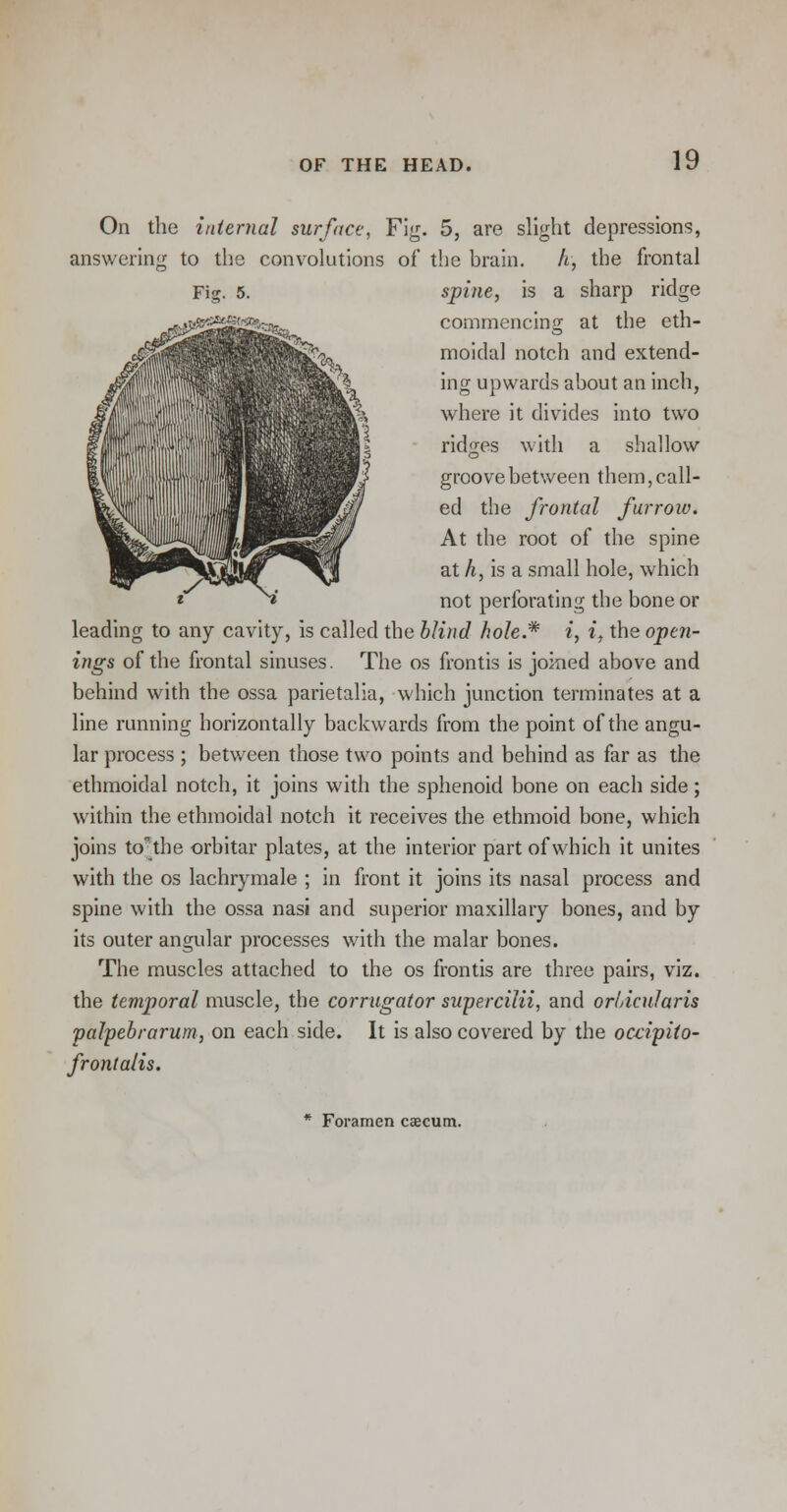 On the internal surface, Fig. 5, are slight depressions, answering to the convolutions of the brain. h, the frontal spine, is a sharp ridge commencing at the eth- moidal notch and extend- ing upwards about an inch, where it divides into two ridges with a shallow groove between them, call- ed the frontal furroiv. At the root of the spine at h, is a small hole, which not perforating the bone or leading to any cavity, is called the blind hole.* i, i, the open- ings of the frontal sinuses. The os frontis is joined above and behind with the ossa parietalia, which junction terminates at a line running horizontally backwards from the point of the angu- lar process ; between those two points and behind as far as the ethmoidal notch, it joins with the sphenoid bone on each side; within the ethmoidal notch it receives the ethmoid bone, which joins to'the orbitar plates, at the interior part of which it unites with the os lachrymale ; in front it joins its nasal process and spine with the ossa nasi and superior maxillary bones, and by its outer angular processes with the malar bones. The muscles attached to the os frontis are three pairs, viz. the temporal muscle, the corrugator supercilii, and orbicularis palpebrarum, on each side. It is also covered by the oca'piio- frontalis. * Foramen caecum.