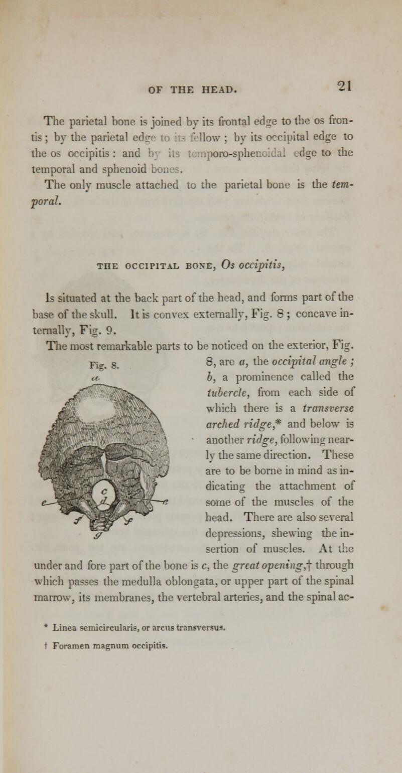 The parietal bone is joined bv its frontal edge to the os fron- tis; by the parietal edg Mow ; by it? occipital edge to the os occipitis : and pofo-spfac dge to the temporal and sphenoid . The only muscle attached to the parietal bone is the tem- poral. THE OCCIPITAL BONE, Os OCcipitis, Fig. S. Is situated at the back part of the head, and forms part of the base of the skull. It is convex externally, Fig. 8 ; concave in- ternally, Fig. 9. The most remarkable parts to be noticed on the exterior, Fig. 8, are a, the occipital angle ; b, a prominence called the tubercle, from each side of which there is a transverse arched ridge* and below is another ridge, following near- ly the same direction. These are to be borne in mind as in- dicating the attachment of some of the muscles of the head. There are also several depressions, shewing the in- sertion of muscles. At the under and fore part of the bone is c, the great opening,^ through which passes the medulla oblongata, or upper part of the spinal marrow, its membranes, the vertebral arteries, and the spinal ac- * Linea semicircularis, or arcus transversa. t Foramen magnum occipitis.