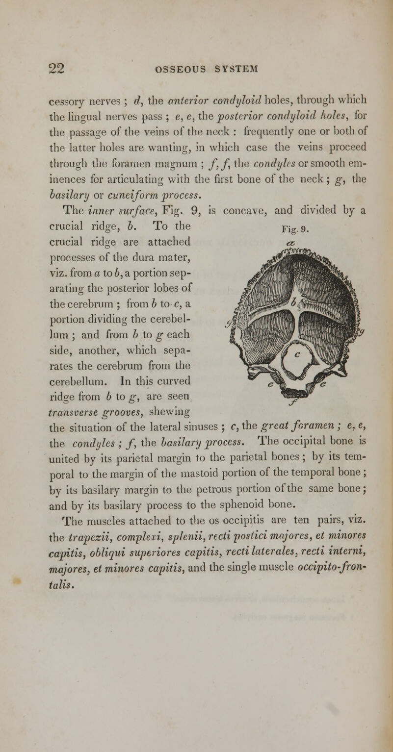 cessory nerves ; d, the anterior condyloid holes, through which the lingual nerves pass ; e, e, the posterior condyloid holes, for the passage of the veins of the neck : frequently one or both of the latter holes are wanting, in which case the veins proceed through the foramen magnum ; f f, the condyles or smooth em- inences for articulating with the first bone of the neck; g, the basilary or cuneiform process. The inner surface, Fig. 9, is concave, and divided by a crucial ridge, b. To the crucial ridge are attached processes of the dura mater, viz. from a to b, a portion sep- arating the posterior lobes of the cerebrum ; from b to c, a portion dividing the cerebel- lum ; and from b to g each side, another, which sepa- rates the cerebrum from the cerebellum. In this curved ridge from 6 to g, are seen transverse grooves, shewing the situation of the lateral sinuses ; c, the great foramen ; e, e, the condyles ; /, the basilary process. The occipital bone is united by its parietal margin to the parietal bones; by its tem- poral to the margin of the mastoid portion of the temporal bone; by its basilary margin to the petrous portion of the same bone; and by its basilary process to the sphenoid bone. The muscles attached to the os occipitis are ten pairs, viz. the trapezii, complexi, splenii, recti postici majores, et minores capitis, obliqui superiores capitis, recti later ales, recti interni, majores, et minores capitis, and the single muscle occipito-fron- talis.