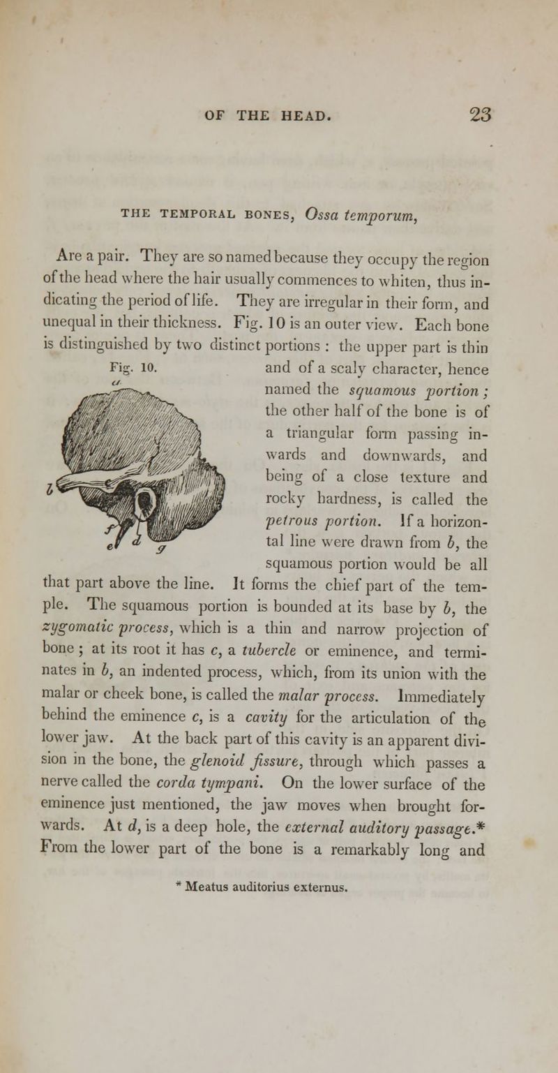 the temporal bones, Ossa temporum, Are a pair. They are so named because they occupy the reo-jon of the head where the hair usually commences to whiten, thus in- dicating the period of life. They are irregular in their form, and unequal in their thickness. Fig. 10 is an outer view. Each bone is distinguished by two distinct portions : the upper part is thin Fig. io. and of a scaly character, hence named the squamous jjortion ; the other half of the bone is of a triangular form passing in- wards and downwards, and being of a close texture and rocky hardness, is called the petrous portion. If a horizon- tal line were drawn from b, the squamous portion would be all that part above the line. It forms the chief part of the tem- ple. The squamous portion is bounded at its base by b, the zygomatic process, which is a thin and narrow projection of bone ; at its root it has c, a tubercle or eminence, and termi- nates in b, an indented process, which, from its union with the malar or cheek bone, is called the malar process. Immediately behind the eminence c, is a cavity for the articulation of the lower jaw. At the back part of this cavity is an apparent divi- sion in the bone, the glenoid fissure, through which passes a nerve called the corda tympani. On the lower surface of the eminence just mentioned, the jaw moves when brought for- wards. At d, is a deep hole, the external auditory passage.* From the lower part of the bone is a remarkably long and Meatus auditorius externus.
