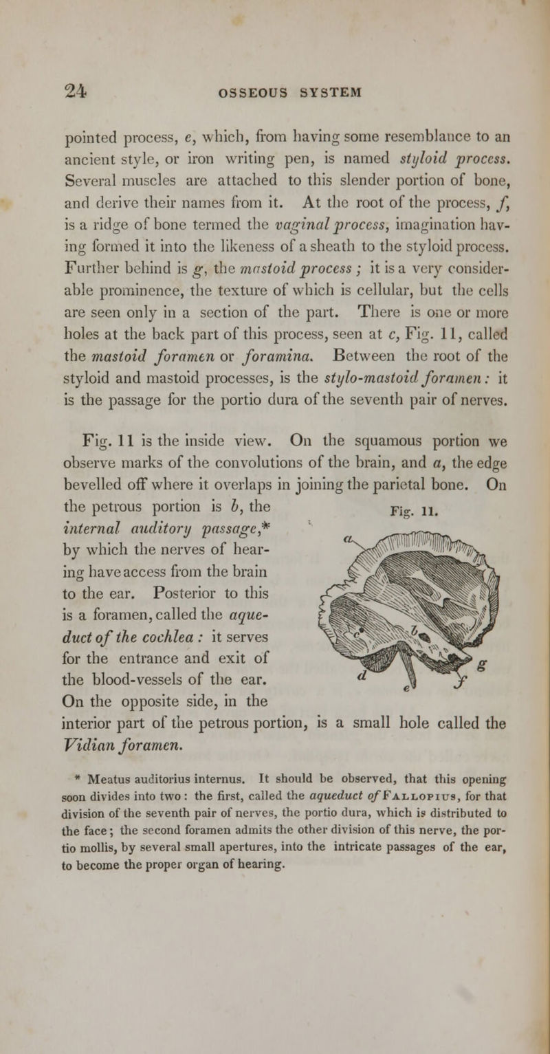 pointed process, c, which, from having some resemblance to an ancient style, or iron writing pen, is named styloid process. Several muscles are attached to this slender portion of bone, and derive their names from it. At the root of the process, /, is a ridge of bone termed the vaginal process, imagination hav- ing formed it into the likeness of a sheath to the styloid process. Further behind is g, the mastoid process ; it is a very consider- able prominence, the texture of which is cellular, but the cells are seen only in a section of the part. There is one or more holes at the back part of this process, seen at c, Fig. 11, called the mastoid foramen or foramina. Between the root of the styloid and mastoid processes, is the stylo-mastoid foramen: it is the passage for the portio dura of the seventh pair of nerves. Fig. 11 is the inside view. On the squamous portion we observe marks of the convolutions of the brain, and a, the edge bevelled off where it overlaps in joining the parietal bone. On the petrous portion is b, the Fj0.> jlt internal auditory passage* by which the nerves of hear- ing have access from the brain to the ear. Posterior to this is a foramen, called the aque- duct of the cochlea : it serves for the entrance and exit of the blood-vessels of the ear. On the opposite side, in the interior part of the petrous portion, is a small hole called the Vidian foramen. * Meatus auditorius interims. It should be observed, that this opening soon divides into two : the first, called the aqueduct o/Fallopius, for that division of the seventh pair of nerves, the portio dura, which is distributed to the face; the second foramen admits the other division of this nerve, the por- tio mollis, by several small apertures, into the intricate passages of the ear, to become the proper organ of hearing.