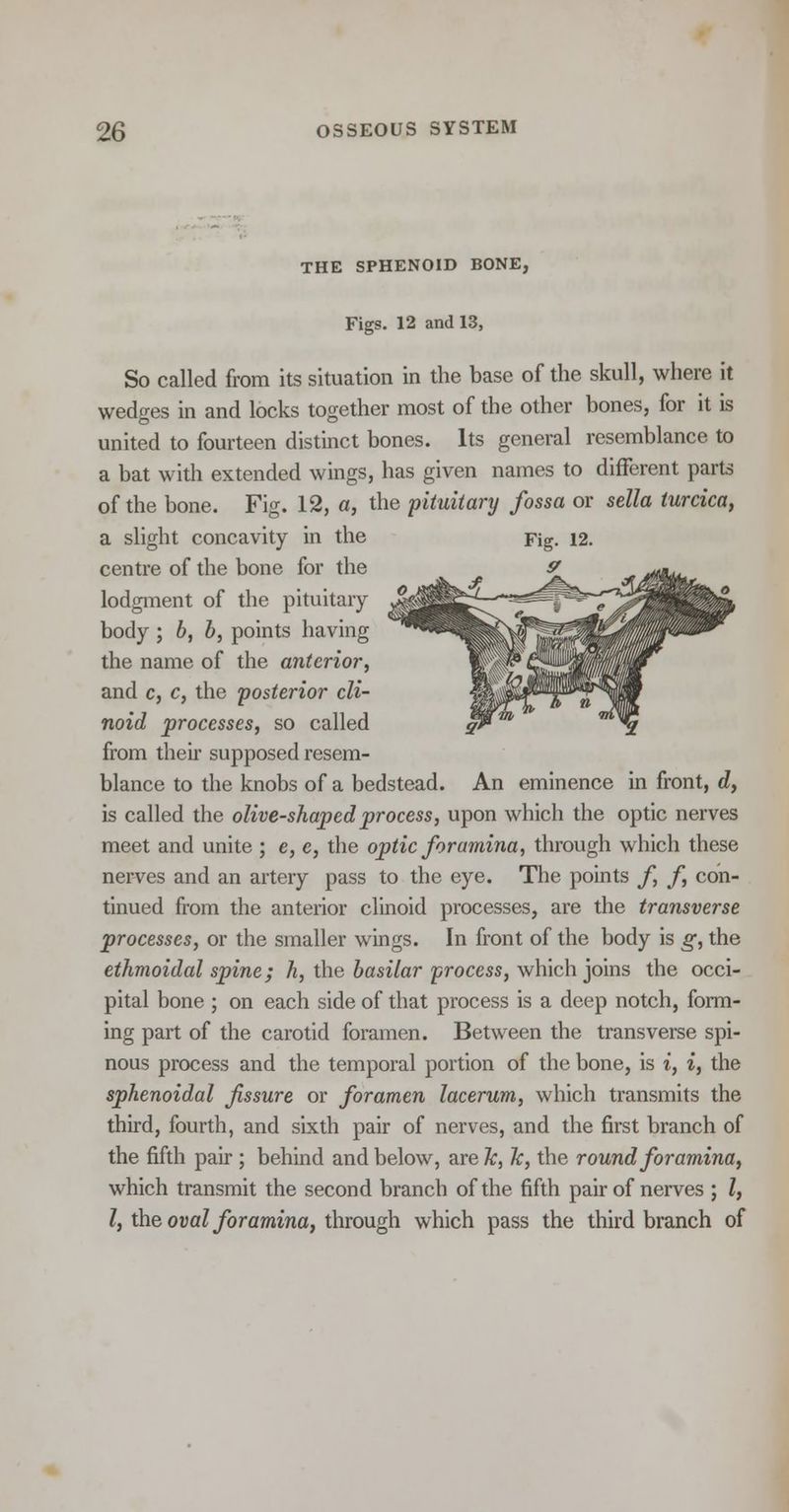 THE SPHENOID BONE, Figs. 12 and 13, So called from its situation in the base of the skull, where it wedges in and locks together most of the other bones, for it is united to fourteen distinct bones. Its general resemblance to a bat with extended wings, has given names to different parts of the bone. Fig. 12, a, the pituitary fossa or sella turcica, a slight concavity in the centre of the bone for the lodgment of the pituitary body ; b, b, points having the name of the anterior, and c, c, the posterior cli- noid processes, so called from their supposed resem- blance to the knobs of a bedstead. An eminence in front, d, is called the olive-shaped process, upon which the optic nerves meet and unite ; e, e, the optic foramina, through which these nerves and an artery pass to the eye. The points f f, con- tinued from the anterior clinoid processes, are the transverse processes, or the smaller wings. In front of the body is g, the ethmoidal spine; h, the basilar process, which joins the occi- pital bone ; on each side of that process is a deep notch, form- ing part of the carotid foramen. Between the transverse spi- nous process and the temporal portion of the bone, is i, i, the sphenoidal fissure or foramen lacerum, which transmits the third, fourth, and sixth pair of nerves, and the first branch of the fifth pair ; behind and below, are ~k, Jc, the round foramina, which transmit the second branch of the fifth pair of nerves ; I, I, the oval foramina, through which pass the third branch of