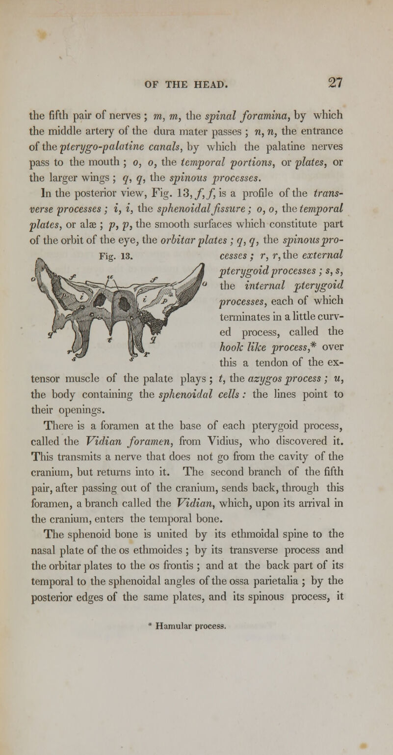 the fifth pair of nerves ; m, m, the spinal foramina, by which the middle arteiy of the dura mater passes ; n, n, the entrance of the pterygopalatine canals, by which the palatine nerves pass to the mouth ; o, o, the temporal portions, or plates, or the larger wings ; q, q, the spinous processes. In the posterior view, Fig. 13, f,f, is a profile of the trans- verse processes; i, i, the sphenoidal fissure; o, o, the temporal plates, or alae ; p, p, the smooth surfaces which constitute part of the orbit of the eye, the orbitar plates; q, q, the spinous pro- cesses ; r, r, the external pterygoid processes ; s, s, the internal pterygoid processes, each of which terminates in a little curv- ed process, called the hook like process,* over this a tendon of the ex- tensor muscle of the palate plays ; t, the azygos process ; u, the body containing the sphenoidal cells: the lines point to their openings. There is a foramen at the base of each pterygoid process, called the Vidian foramen, from Vidius, who discovered it. This transmits a nerve that does not go from the cavity of the cranium, but returns into it. The second branch of the fifth pair, after passing out of the cranium, sends back, through this foramen, a branch called the Vidian, which, upon its arrival in the cranium, enters the temporal bone. The sphenoid bone is united by its ethmoidal spine to the nasal plate of the os ethmoides ; by its transverse process and the orbitar plates to the os frontis ; and at the back part of its temporal to the sphenoidal angles of the ossa parietalia ; by the posterior edges of the same plates, and its spinous process, it Hamular process.