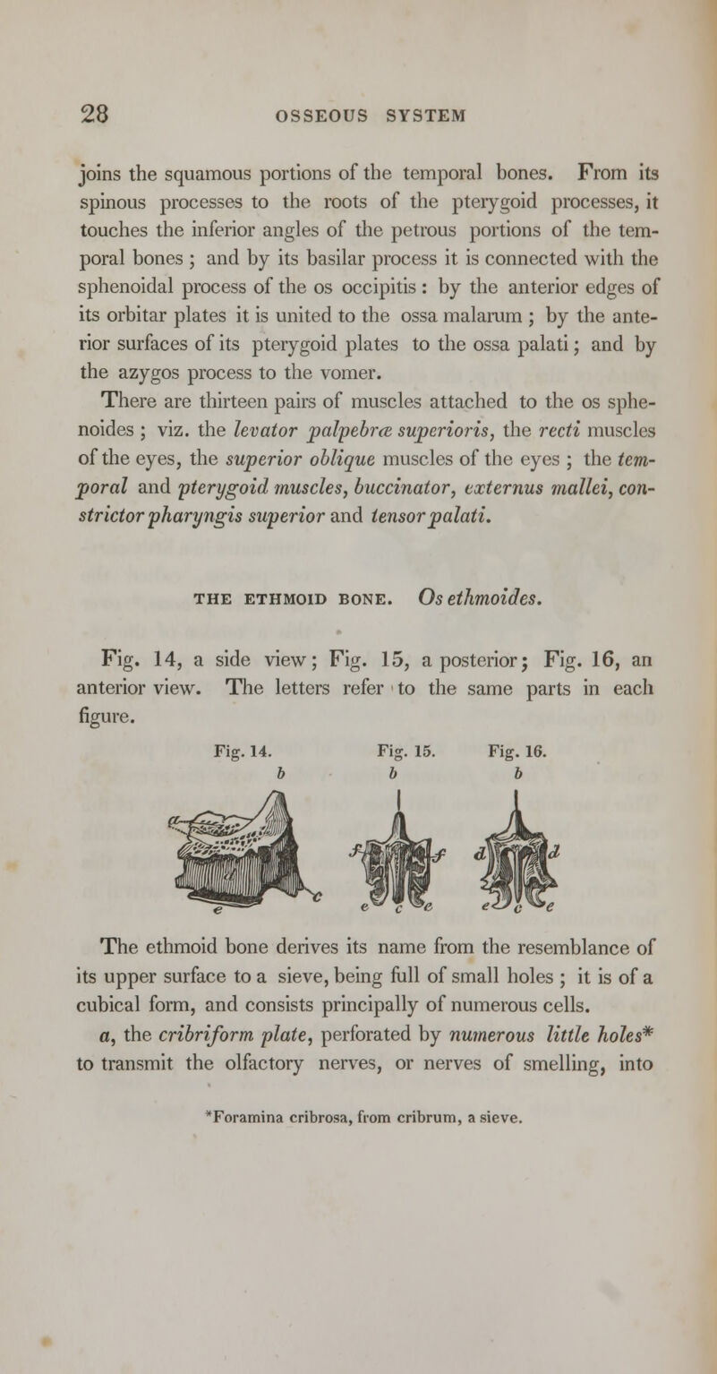 joins the squamous portions of the temporal bones. From its spinous processes to the roots of the pteiygoid processes, it touches the inferior angles of the petrous portions of the tem- poral bones ; and by its basilar process it is connected with the sphenoidal process of the os occipitis : by the anterior edges of its orbitar plates it is united to the ossa malarum ; by the ante- rior surfaces of its pterygoid plates to the ossa palati; and by the azygos process to the vomer. There are thirteen pairs of muscles attached to the os sphe- noides ; viz. the levator palpebra. superioris, the recti muscles of the eyes, the superior oblique muscles of the eyes ; the tem- poral and pterygoid muscles, buccinator, eocternus mallei, con- strictorpharyngis superior and tensor palati. the ethmoid bone. Os ethmoides. Fig. 14, a side view; Fig. 15, a posterior; Fig. 16, an anterior view. The letters refer to the same parts in each figure. Fig. 14. The ethmoid bone derives its name from the resemblance of its upper surface to a sieve, being full of small holes ; it is of a cubical form, and consists principally of numerous cells. a, the cribriform plate, perforated by numerous little holes* to transmit the olfactory nerves, or nerves of smelling, into 'Foramina cribrosa, from cribrum, a sieve.