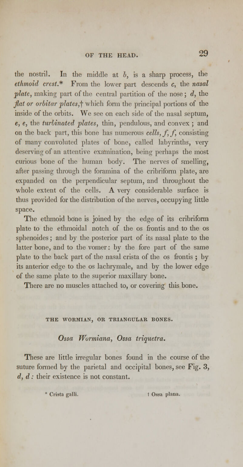 the nostril. In the middle at b, is a sharp process, the ethmoid crest* From the lower part descends c, the nasal plate, making part of the central partition of the nose; d, the flat or orbitar plates,-\ which form the principal portions of the inside of the orbits. We see on each side of the nasal septum, e, e, the turbinated plates, thin, pendulous, and convex ; and on the back part, this bone has numerous cells, f,f, consisting of many convoluted plates of bone, called labyrinths, very deserving of an attentive examination, being perhaps the most curious bone of the human body. The nerves of smelling, after passing through the foramina of the cribriform plate, are expanded on the perpendicular septum, and throughout the whole extent of the cells. A very considerable surface is thus provided for the distribution of the nerves, occupying little space. The ethmoid bone is joined by the edge of its cribriform plate to the ethmoidal notch of the os frontis and to the os sphenoides; and by the posterior part of its nasal plate to the latter bone, and to the vomer: by the fore part of the same plate to the back part of the nasal crista of the os frontis ; by its anterior edge to the os lachrymale, and by the lower edge of the same plate to the superior maxillary bone. There are no muscles attached to, or covering this bone. THE WORMIAN, OR TRIANGULAR BONES. Ossa Wormiana, Ossa triquetra. These are little irregular bones found in the course of the suture formed by the parietal and occipital bones, see Fig. 3, d, d: their existence is not constant. * Crista galli. t Ossa plana.