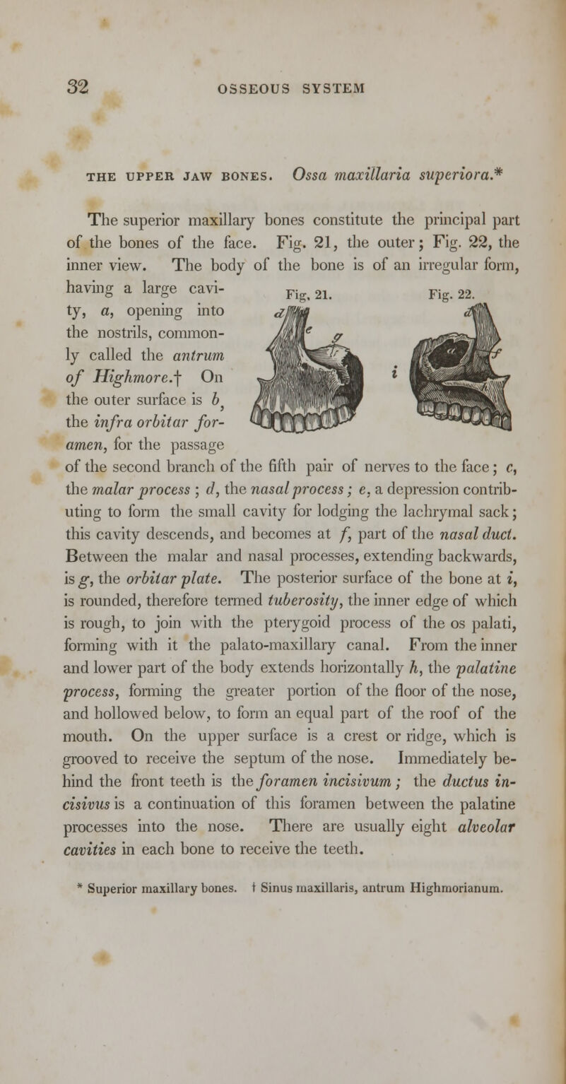 the upper jaw bones. Ossa maxillaria superiora.* Fig, 21. Fig. 22. The superior maxillary bones constitute the principal part of the bones of the face. Fig. 21, the outer; Fig. 22, the inner view. The body of the bone is of an irregular form, having a large cavi- ty, a, opening into the nostrils, common- ly called the antrum of Highmore.-\ On the outer surface is b the infra orbitar for- amen, for the passage of the second branch of the fifth pair of nerves to the face; c, the malar process ; d, the nasal process; e, a depression contrib- uting to form the small cavity for lodging the lachrymal sack; this cavity descends, and becomes at f, part of the nasal duct. Between the malar and nasal processes, extending backwards, is g, the orbitar plate. The posterior surface of the bone at i, is rounded, therefore termed tuberosity, the inner edge of which is rough, to join with the pterygoid process of the os palati, forming with it the palato-maxillary canal. From the inner and lower part of the body extends horizontally h, the palatine process, forming the greater portion of the floor of the nose, and hollowed below, to form an equal part of the roof of the mouth. On the upper surface is a crest or ridge, which is grooved to receive the septum of the nose. Immediately be- hind the front teeth is the foramen incisivum; the ductus in- cisivus is a continuation of this foramen between the palatine processes into the nose. There are usually eight alveolar cavities in each bone to receive the teeth. Superior maxillary bones, t Sinus maxillaris, antrum Highmorianum.
