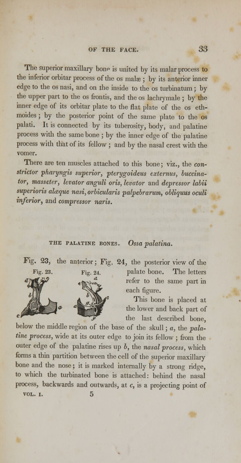 The superior maxillary bonp is united by its malar process to the inferior orbitar process of the os mate ; by its anterior inner edge to the os nasi, and on the inside to the os turbinatum ; by the upper part to the os frontis, and the os lachrymale ; by the inner edge of its orbitar plate to the flat plate of the os eth- moides ; by the posterior point of the same plate to the os palati. It is connected by its tuberosity, body, and palatine process with the same bone ; by the inner edge of the palatine process with that of its fellow ; and by the nasal crest with the vomer. There are ten muscles attached to this bone; viz., the con- strictor pharyngis superior, pterygoideus externus, buccina- tor, masscter, levator anguli oris, levator and depressor labii superioris alaque nasi, orbicularis palpebrarum, obliquus oculi inferior, and compressor naris. the palatine bones. Ossapalatina. the anterior; Fig. 24, the posterior view of the palate bone. The letters refer to the same part in each figure. This bone is placed at the lower and back part of the last described bone, below the middle region of the base of the skull; a, the pala- tine process, wide at its outer edge to join its fellow ; from the outer edge of the palatine rises up b, the nasal process, which forms a thin partition between the cell of the superior maxillary bone and the nose; it is marked internally by a strong ridge, to which the turbinated bone is attached: behind the nasal process, backwards and outwards, at c, is a projecting point of VOL. I. 5
