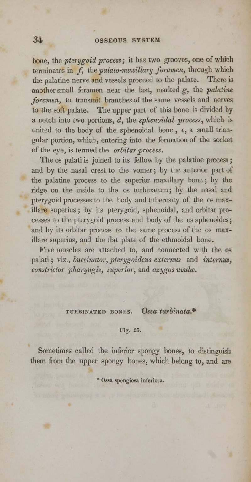 bone, the pterygoid process; it has two grooves, one of which terminates in /, the palato-maxillary foramen, through which the palatine nerve and vessels proceed to the palate. There is another small foramen near the last, marked g, the palatine foramen, to transmit branches of the same vessels and nerves to the soft palate. The upper part of this bone is divided by a notch into two portions, d, the sphenoidal process, which is united to the body of the sphenoidal bone, e, a small trian- gular portion, which, entering into the formation of the socket of the eye, is termed the orbitar process. The os palati is joined to its fellow by the palatine process; and by the nasal crest to the vomer; by the anterior part of the palatine process to the superior maxillary bone; by the ridge on the inside to the os turbinatum; by the nasal and pterygoid processes to the body and tuberosity of the os max- illare superius ; by its pterygoid, sphenoidal, and orbitar pro- cesses to the pterygoid process and body of the os sphenoides; and by its orbitar process to the same process of the os max- illare superius, and the flat plate of the ethmoidal bone. Five muscles are attached to, and connected with the os palati; viz., buccinator,pterygoideus externus and internus, constrictor pharyngis, superior, and azygos uvula. turbinated bones. Ossa turbinata* Fig. 25. Sometimes called the inferior spongy bones, to distinguish them from the upper spongy bones, which belong to, and are * Ossa spongiosa inferiora.