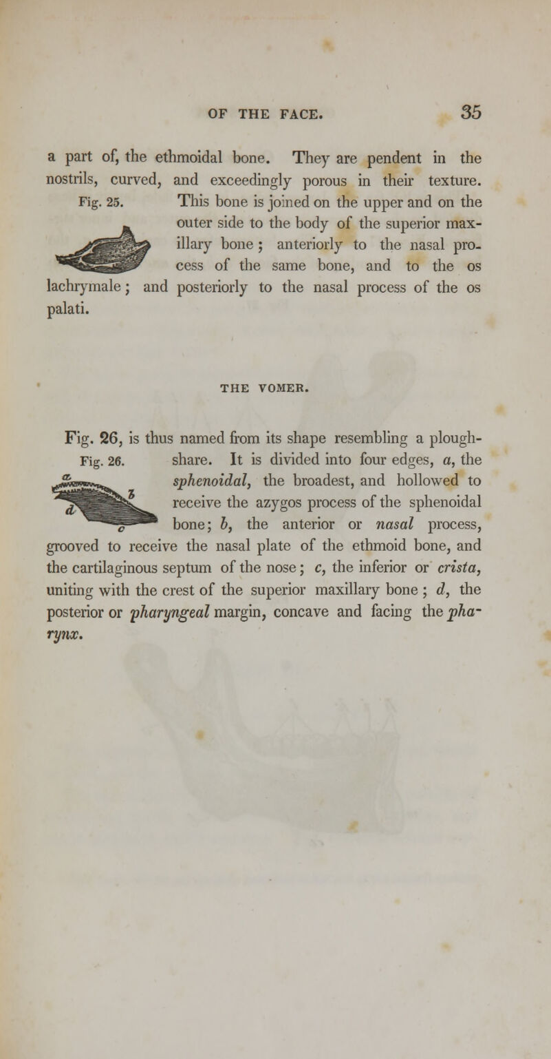 a part of, the ethmoidal bone. They are pendent in the nostrils, curved, and exceedingly porous in their texture. Fig. 25. This bone is joined on the upper and on the outer side to the body of the superior max- illary bone ; anteriorly to the nasal pro- cess of the same bone, and to the os lachrymale; and posteriorly to the nasal process of the os palati. THE VOMER. Fig. 26, is thus named from its shape resembling a plough- Fig. 26. share. It is divided into four edges, a, the Jwwj^^ sphenoidal, the broadest, and hollowed to j^Sl Sfe^- receive the azygos process of the sphenoidal ^^^^^* bone; b, the anterior or nasal process, grooved to receive the nasal plate of the ethmoid bone, and the cartilaginous septum of the nose; c, the inferior or crista, uniting with the crest of the superior maxillary bone ; d, the posterior or pharyngeal margin, concave and facbg the pha- rynx.