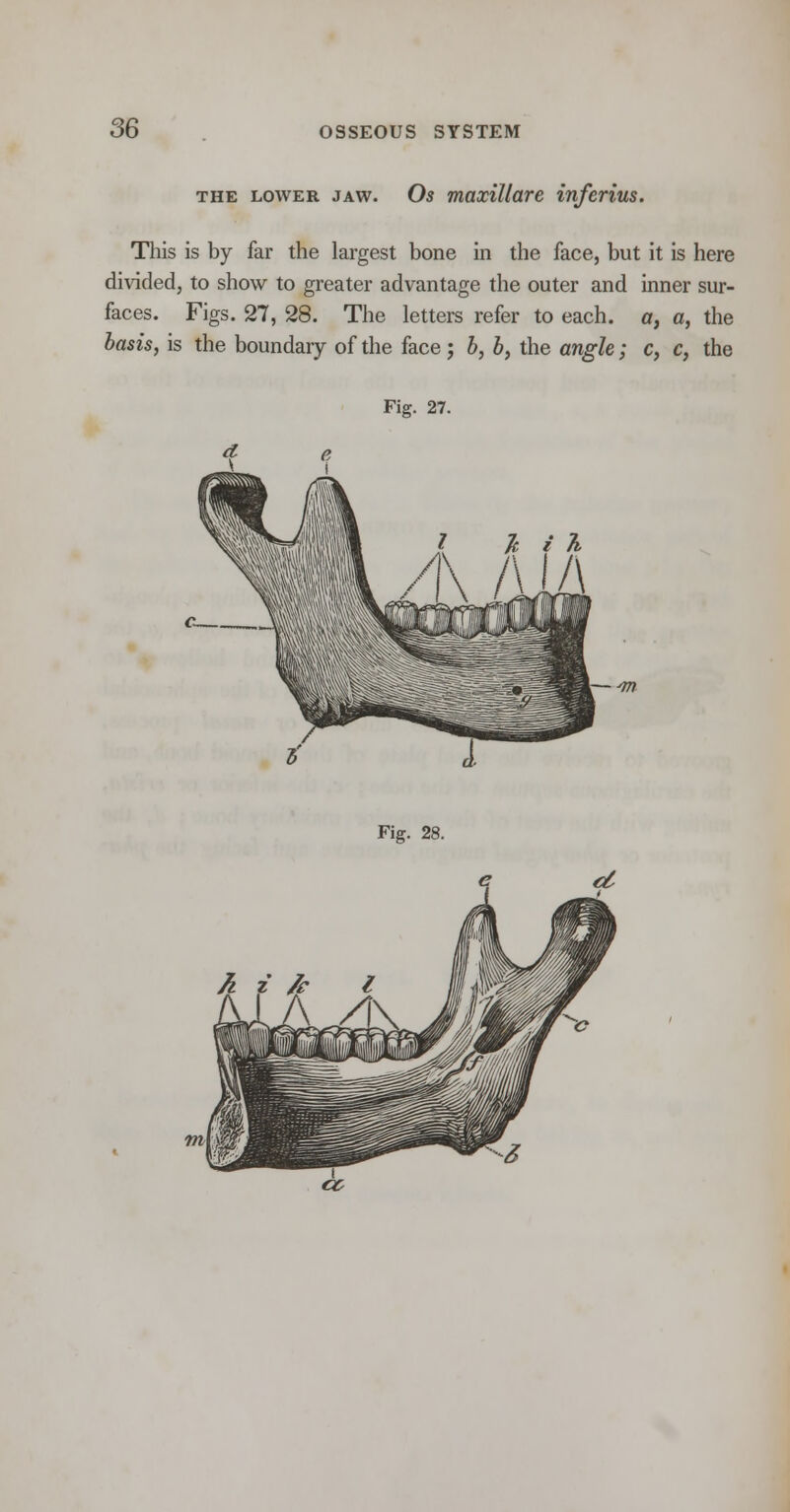 the lower jaw. Os maxillare inferius. This is by far the largest bone in the face, but it is here divided, to show to greater advantage the outer and inner sur- faces. Figs. 27, 28. The letters refer to each, a, a, the basis, is the boundary of the face ; b, b, the angle; c, c, the Fig. 27. A\ A i/\ r-w Fig. 28.