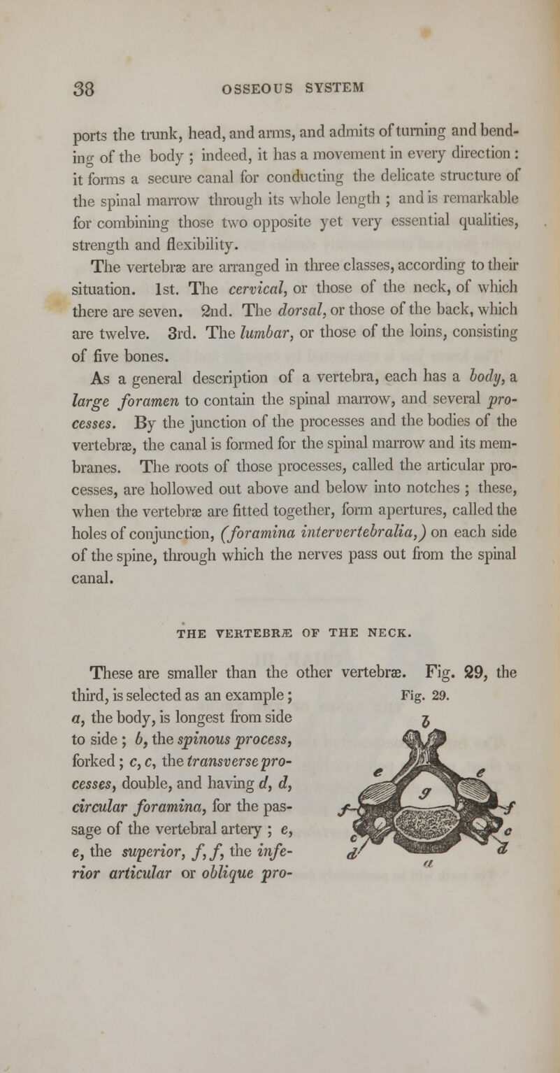 ports the trunk, head, and arms, and admits of turning and bend- ing of the body ; indeed, it has a movement in every direction : it forms a secure canal for conducting the delicate structure of the spinal marrow through its whole length ; and is remarkable for combining those two opposite yet very essential qualities, strength and flexibility. The vertebrae are arranged in three classes, according to then- situation. 1st. The cervical, or those of the neck, of which there are seven. 2nd. The dorsal, or those of the back, which are twelve. 3rd. The lumbar, or those of the loins, consisting of five bones. As a general description of a vertebra, each has a body, a large foramen to contain the spinal marrow, and several pro- cesses. By the junction of the processes and the bodies of the vertebrae, the canal is formed for the spinal marrow and its mem- branes. The roots of those processes, called the articular pro- cesses, are hollowed out above and below into notches ; these, when the vertebrae are fitted together, form apertures, called the holes of conjunction, (foramina inter vertebr alia,) on each side of the spine, through which the nerves pass out from the spinal canal. THE VERTEBRAE OF THE NECK. These are smaller than the other vertebrae. Fig. 29, the third, is selected as an example; a, the body, is longest from side to side ; b, the spinous process, forked; c, c, the transverse pro- cesses, double, and having d, d, circular foramina, for the pas- sage of the vertebral artery ; e, e, the superior, f,f, the infe- rior articular or oblique pro-