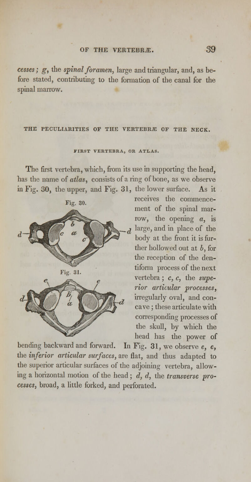 cesses; g, the spinal foramen, large and triangular, and, as be- fore stated, contributing to the formation of the canal for the spinal marrow. THE PECULIARITIES OF THE VERTEBRJE OF THE NECK. FIRST VERTEBRA, OR ATLAS. The first vertebra, which, from its use in supporting the head, has the name of atlas, consists of a ring of bone, as we observe in Fig. 30, the upper, and Fig. 31, the lower surface. As it „. _. receives the commence- Fig. 30. ment of the spinal mar- row, the opening a, is j large, and in place of the body at the front it is fur- ther hollowed out at b, for the reception of the den- tiform process of the next vertebra; c, c, the supe- rior articular processes, irregularly oval, and con- cave ; these articulate with corresponding processes of the skull, by which the head has the power of bending backward and forward. In Fig. 31, we observe e, e, the inferior articular surfaces, are flat, and thus adapted to the superior articular surfaces of the adjoining vertebra, allow- ing a horizontal motion of the head; d, d, the transverse pro- cesses, broad, a little forked, and perforated.