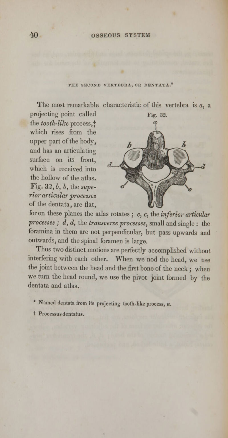 THE SECOND VERTEBRA, OR DENTATA. </-,• I—<? The most remarkable characteristic of this vertebra is a, a projecting point called Fig. 32. the tooth-like process,-]- which rises from the upper part of the body, and has an articulating surface on its front, which is received into the hollow of the atlas. Fig. 32, b, b, the supe- rior articular processes of the dentata, are flat, for on these planes the atlas rotates ; c, c, the inferior articular processes ; d, d, the transverse processes, small and single : the foramina in them are not perpendicular, but pass upwards and outwards, and the spinal foramen is large. Thus two distinct motions are perfectly accomplished without interfering with each other. When we nod the head, we use the joint between the head and the first bone of the neck; when we turn the head round, we use the pivot joint formed by the dentata and atlas. Named dentata from its projecting tooth-like process, a. t Processus dentatus.