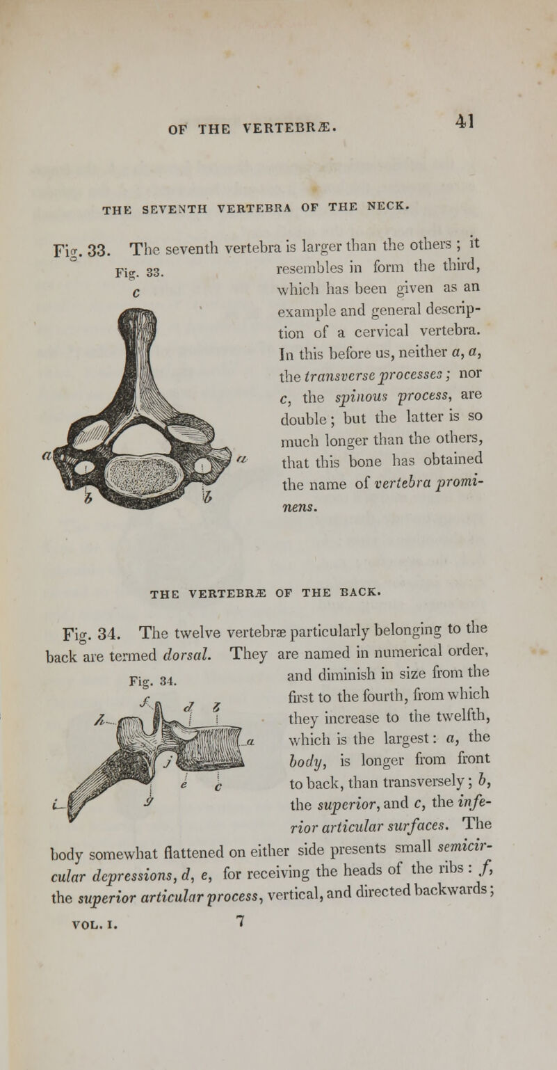 THE SEVENTH VERTEBRA OF THE NECK. Fiff. 33- The seventh vertebra is larger than the others ; it resembles in form the third, which has been given as an example and general descrip- tion of a cervical vertebra. In this before us, neither a, a, the transverse processes; nor c, the spinous process, are double; but the latter is so much longer than the others, that this bone has obtained the name of vertebra promi- nens. THE VERTEBRAE OF THE BACK. Fig. 34. The twelve vertebrae particularly belonging to the back are termed dorsal. They are named in numerical order, and diminish in size from the first to the fourth, from which they increase to the twelfth, which is the largest: a, the body, is longer from front to back, than transversely; b, the superior, and c, the infe- rior articular surfaces. The body somewhat flattened on either side presents small semicir- cular depressions, d, e, for receiving the heads of the ribs : /, the superior articular process, vertical, and directed backwards; VOL. I. 7