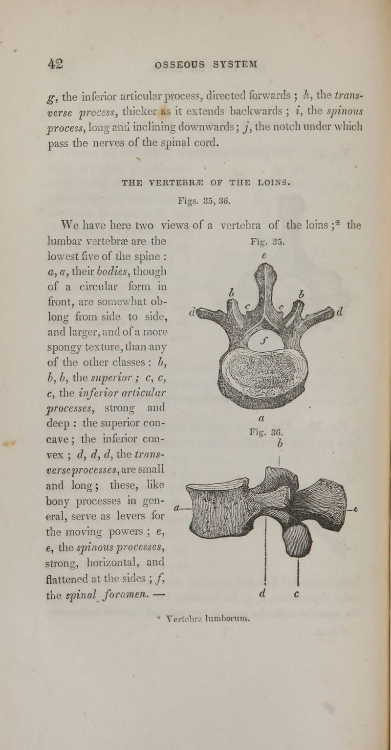 g, the inferior articular process, directed forwards ; h, the trans- verse process, thicker as it extends backwards ; i, the spinous process, long and inclining downwards; j, the notch under which pass the nerves of the spinal cord. THE VERTEBRAS OF THE LOINS. Figs. 35, 36. We have here two views of a vertebra of the loins ;* the lumbar vertebrae are the lowest five of the spine : a, a, their bodies, though of a circular form in front, are somewhat ob- long from side to side, and larger, and of a more spongy texture, than any of the other classes : b, b, b, the superior ; c, c, c, the inferior articular processes, strong and deep : the superior con- cave ; the inferior con- vex ; d, d, d, the trans- verseyrocesses, are small and long; these, like bony processes in gen- eral, serve as levers for the moving powers ; e, e, the spinous processes, strong, horizontal, and flattened at the sides ; /, the spinal foramen. — * Vertebra lumboruiii.