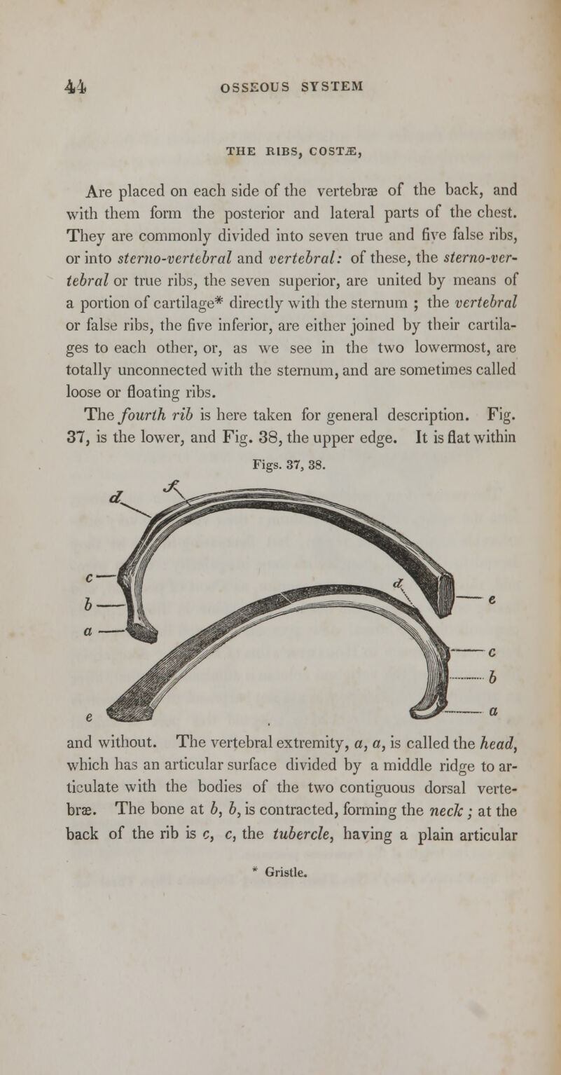 THE RIBS, COST.E, Are placed on each side of the vertebra; of the back, and with them form the posterior and lateral parts of the chest. They are commonly divided into seven true and five false ribs, or into sterno-vertebral and vertebral: of these, the sterno-vcr- tebral or true ribs, the seven superior, are united by means of a portion of cartilage* directly with the sternum ; the vertebral or false ribs, the five inferior, are either joined by their cartila- ges to each other, or, as we see in the two lowermost, are totally unconnected with the sternum, and are sometimes called loose or floating ribs. The fourth rib is here taken for general description. Fig. 37, is the lower, and Fig. 38, the upper edge. It is flat within Figs. 37, 38. and without. The vertebral extremity, a, a, is called the head, which has an articular surface divided by a middle ridge to ar- ticulate with the bodies of the two contiguous dorsal verte- brae. The bone at b, b, is contracted, forming the neck; at the back of the rib is c, c, the tubercle, having a plain articular Gristle.
