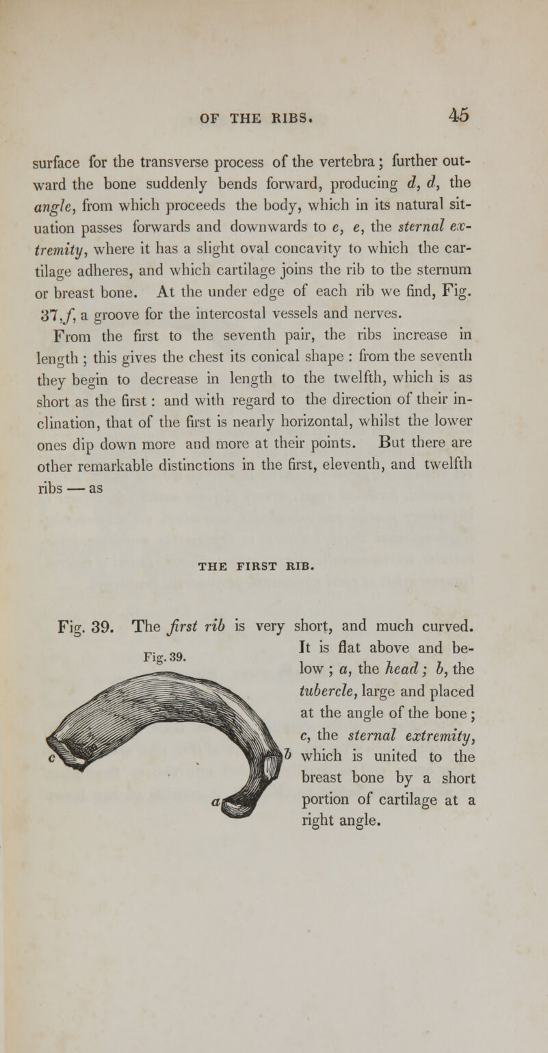 surface for the transverse process of the vertebra; further out- ward the bone suddenly bends forward, producing d, d, the angle, from which proceeds the body, which in its natural sit- uation passes forwards and downwards to e, e, the sternal ex- tremity, where it has a slight oval concavity to which the car- tilage adheres, and which cartilage joins the rib to the sternum or breast bone. At the under edge of each rib we find, Fig. 37,/, a groove for the intercostal vessels and nerves. From the first to the seventh pair, the ribs increase in length ; this gives the chest its conical shape : from the seventh they begin to decrease in length to the twelfth, which is as short as the first: and with regard to the direction of their in- clination, that of the first is nearly horizontal, whilst the lower ones dip down more and more at their points. But there are other remarkable distinctions in the first, eleventh, and twelfth ribs — as THE FIRST RIB. Fig. 39. The first rib is very short, and much curved. It is flat above and be- Fig. 39. low ; a, the head; b, the tubercle, large and placed at the angle of the bone; c, the sternal extremity, which is united to the breast bone by a short portion of cartilage at a right angle.