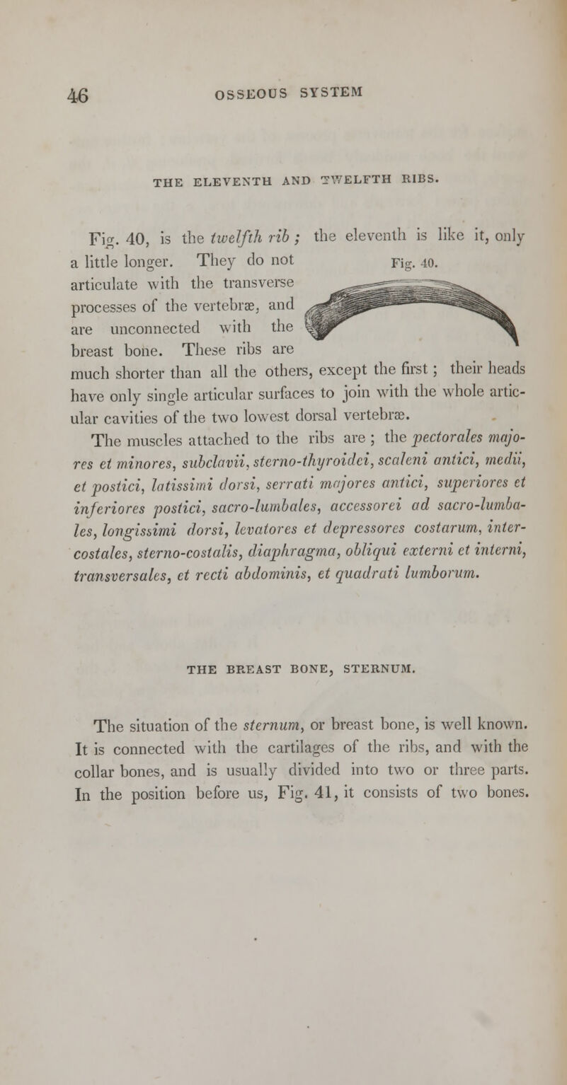THE ELEVENTH AND TWELFTH RIBS. Fig. 40, is the twelfth rib; the eleventh is like it, only a little longer. They do not Fig. 40. articulate with the transverse processes of the vertebrae, and are unconnected with the breast bone. These ribs are much shorter than all the others, except the first; their heads have only single articular surfaces to join with the whole artic- ular cavities of the two lowest dorsal vertebrae. The muscles attached to the ribs are ; the pectorales majo- res et minores, subchvii, sterno-thyroidci, scahni antici, medii, et postici, latissimi dorsi, serrati majores antici, superiores et inferiores postici, sacro-lumbales, accessorei ad sacro-lumba- les, longissimi dorsi, levatores et depressores costarum, inter- costales, sterno-costalis, diaphragma, obliqui externi et interni, transversales, et recti abdominis, et quadrati lumborum. THE BREAST BONE, STERNUM. The situation of the sternum, or breast bone, is well known. It is connected with the cartilages of the ribs, and with the collar bones, and is usually divided into two or three parts. In the position before us, Fig. 41, it consists of two bones.