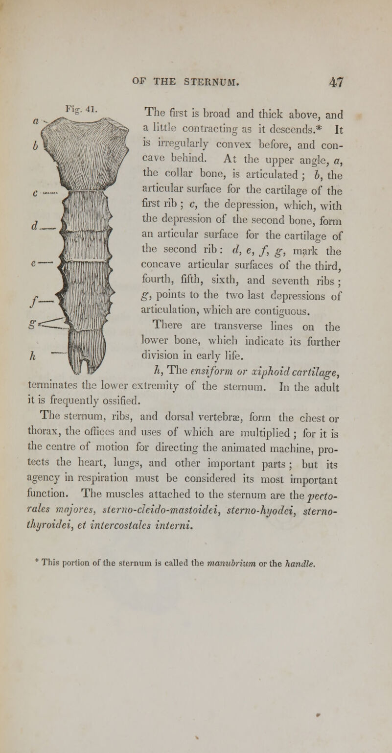 The first is broad and thick above, and a little contracting as it descends * It is irregularly convex before, and con- cave behind. At the upper angle, a, the collar bone, is articulated ; b, the articular surface for the cartilage of the first rib ; c, the depression, which, with the depression of the second bone, form an articular surface for the cartilage of the second rib: d, e, f, g, mark the concave articular surfaces of the third, fourth, fifth, sixth, and seventh ribs ; g, points to the two last depressions of articulation, which are contiguous. There are transverse lines on the lower bone, which indicate its further division in early life. h, The ensiform or xiphoid cartilage, terminates the lower extremity of the sternum. In the adult it is frequently ossified. The sternum, ribs, and dorsal vertebrae, form the chest or thorax, the offices and uses of which are multiplied ; for it is the centre of motion for directing the animated machine, pro- tects the heart, lungs, and other important parts ; but its agency in respiration must be considered its most important function. The muscles attached to the sternum are the perfo- rates majores, sterno-cteido-mastoidei, sterno-hyodci, sterno- thyroidei, et intercostalcs interni. This portion of the sternum is called the manubrium or the handle.