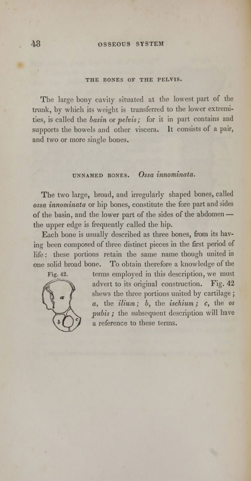 THE BONES Or THE PELVIS. The large bony cavity situated at the lowest part of the trunk, by which its weight is transferred to the lower extremi- ties, is called the basin or pelvis; for it in part contains and supports the bowels and other viscera. It consists of a pair, and two or more single bones. unnamed bones. Ossa innominata. The two large, broad, and irregularly shaped bones, called ossa innominata or hip bones, constitute the fore part and sides of the basin, and the lower part of the sides of the abdomen — the upper edge is frequently called the hip. Each bone is usually described as three bones, from its hav- ing been composed of three distinct pieces in the first period of life: these portions retain the same name though united in one solid broad bone. To obtain therefore a knowledge of the terms employed in this description, we must advert to its original construction. Fig. 42 shews the three portions united by cartilage ; a, the ilium; b, the ischium; c, the os pubis ; the subsequent description will have a reference to these terms. Fig. 42.