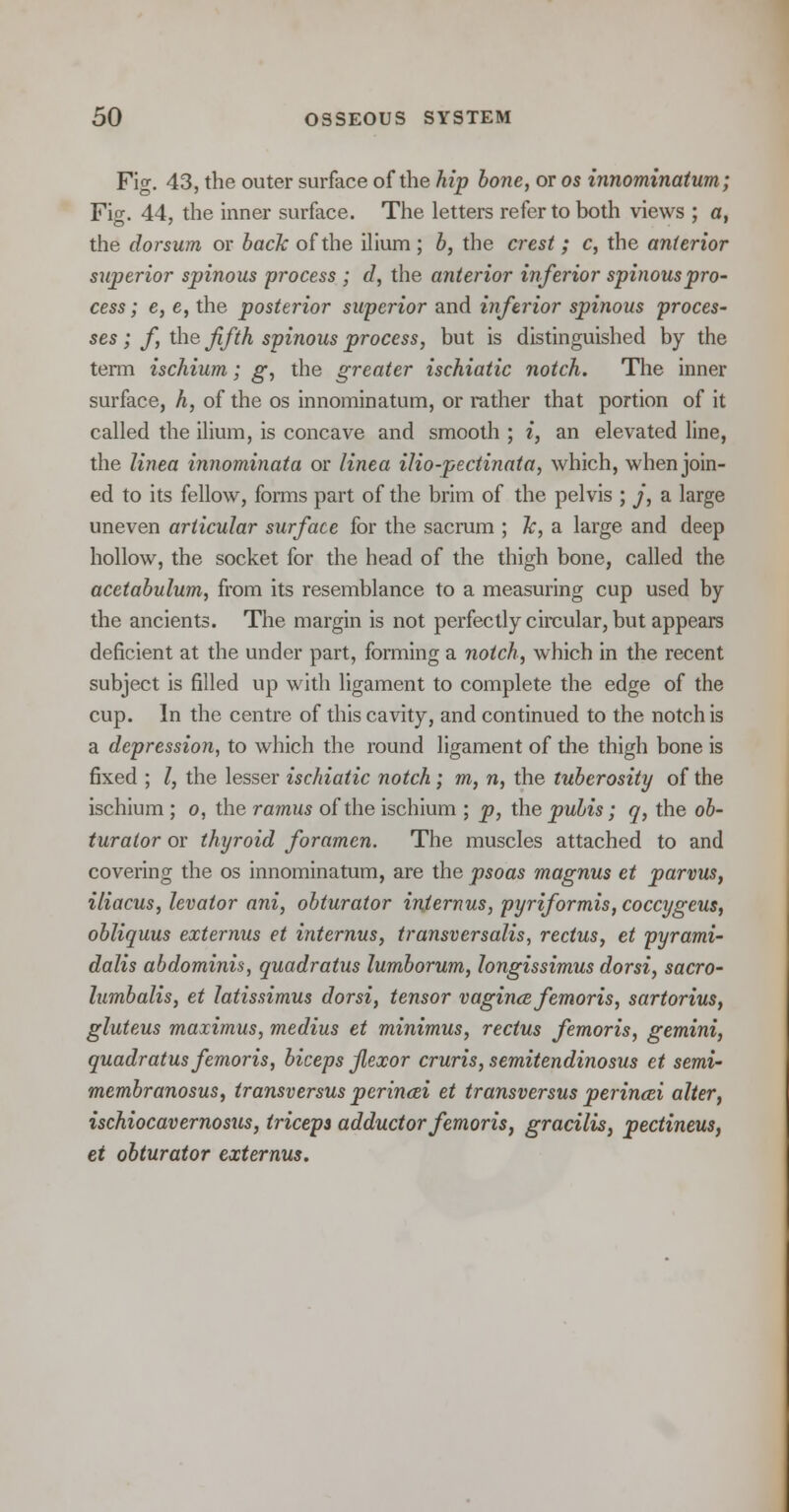 Fig. 43, the outer surface of the hip bone, or os innominatum; Fig. 44, the inner surface. The letters refer to both views ; a, the dorsum or back of the ilium ; b, the crest; c, the anterior superior spinous process ; d, the anterior inferior spinous pro- cess; e, e, the posterior superior and inferior spinous proces- ses ; f the fifth spinous process, but is distinguished by the term ischium; g, the greater ischiatic notch. The inner surface, h, of the os innominatum, or rather that portion of it called the ilium, is concave and smooth ; i, an elevated line, the linea innominata or linea ilio-pectinata, which, when join- ed to its fellow, forms part of the brim of the pelvis ; j, a large uneven articular surface for the sacrum ; k, a large and deep hollow, the socket for the head of the thigh bone, called the acetabulum, from its resemblance to a measuring cup used by the ancients. The margin is not perfectly circular, but appears deficient at the under part, forming a notch, which in the recent subject is filled up with ligament to complete the edge of the cup. In the centre of this cavity, and continued to the notch is a depression, to which the round ligament of the thigh bone is fixed ; I, the lesser ischiatic notch; m, n, the tuberosity of the ischium ; o, the ramus of the ischium ; p, the pubis; q, the ob- turator or thyroid foramen. The muscles attached to and covering the os innominatum, are the psoas magnus et parvus, iliacus, levator ani, obturator internus, pyriformis, coccygeus, obliquus externus et internus, transversalis, rectus, et pyrami- dalis abdominis, quadratus lumborum, longissimus dorsi, sacro- lumbalis, et latissimus dorsi, tensor vagina femoris, sartorius, gluteus maximus, medius et minimus, rectus femoris, gemini, quadratus femoris, biceps flexor cruris, semitendinosus et semi- membranosus, iransversus perinai et transversus perincei alter, ischiocavernosus, triceps adductor femoris, gracilis, pectineus, et obturator externus.