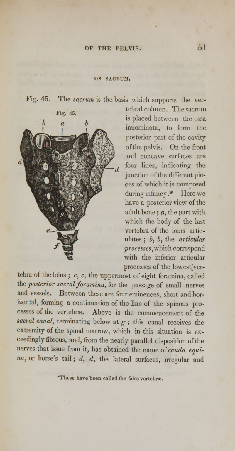 OS SACRUM. Fig. 45. The sacrum is the basis which supports the ver- tebral column. The sacrum is placed between the ossa innominata, to form the posterior part of the cavity of the pelvis. On the front and concave surfaces are four lines, indicating the junction of the different pie- ces of which it is composed during infancy.* Here we have a posterior view of the adult bone; a, the part with which the body of the last vertebra of the loins artic- ulates ; b, b, the articular processes, which correspond ^8 with the inferior articular processes of the lowestver- tebra of the loins ; c, c, the uppermost of eight foramina, called the posterior sacral foramina, for the passage of small nerves and vessels. Between these are four eminences, short and hor- izontal, forming a continuation of the line of the spinous pro- cesses of the vertebrae. Above is the commencement of the sacral canal, terminating below at g; this canal receives the extremity of the spinal marrow, which in this situation is ex- ceedingly fibrous, and, from the nearly parallel disposition of the nerves that issue from it, has obtained the name ofcauda equi- na, or horse's tail; d, d, the lateral surfaces, irregular and These have been called the false vertebrae.