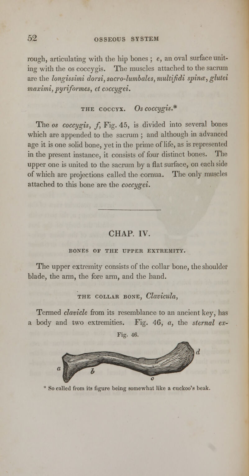 rough, articulating with the hip bones ; e, an oval surface unit- ing with the os coccygis. The muscles attached to the sacrum are the longissimi dorsi, sacro-lumbales, multifdi spina, glutei maximi, pyriformes, et coccygei. the coccyx. Os coccygis.* The os coccygis, /, Fig. 45, is divided into several bones which are appended to the sacrum ; and although in advanced age it is one solid bone, yet in the prime of life, as is represented in the present instance, it consists of four distinct bones. The upper one is united to the sacrum by a flat surface, on each side of which are projections called the cornua. The only muscles attached to this bone are the coccygei. CHAP. IV. BONES OF THE UPPER EXTREMITY. The upper extremity consists of the collar bone, the shoulder blade, the arm, the fore arm, and the hand. THE COLLAR BONE, Cldviculd, Termed clavicle from its resemblance to an ancient key, has a body and two extremities. Fig. 46, a, the sternal ex- Fig. 46. a o So called from its figure being somewhat like a cuckoo's beak.