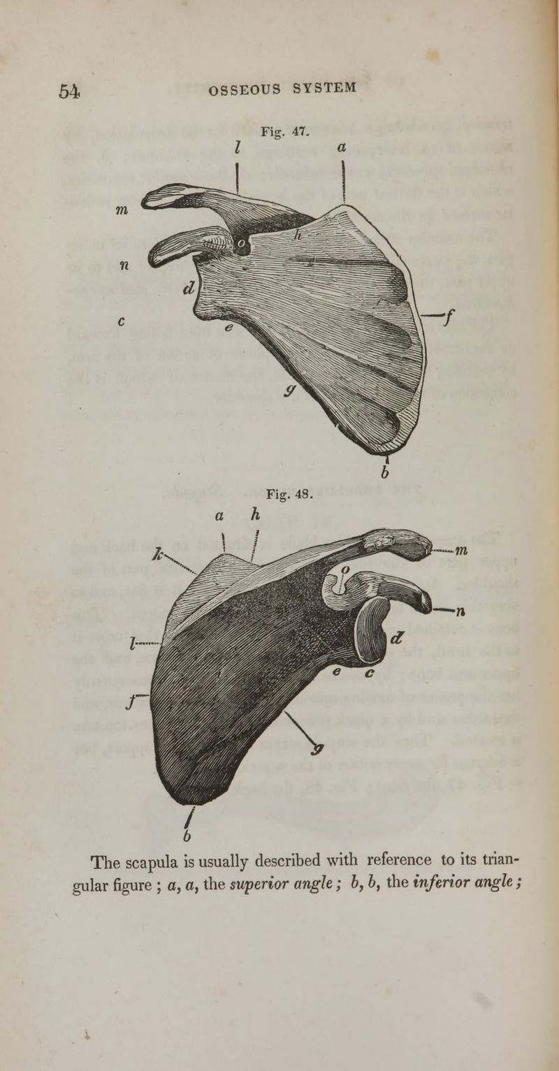 The scapula is usually described with reference to its trian- gular figure ; a, a, the superior angle; b, b, the inferior angle;