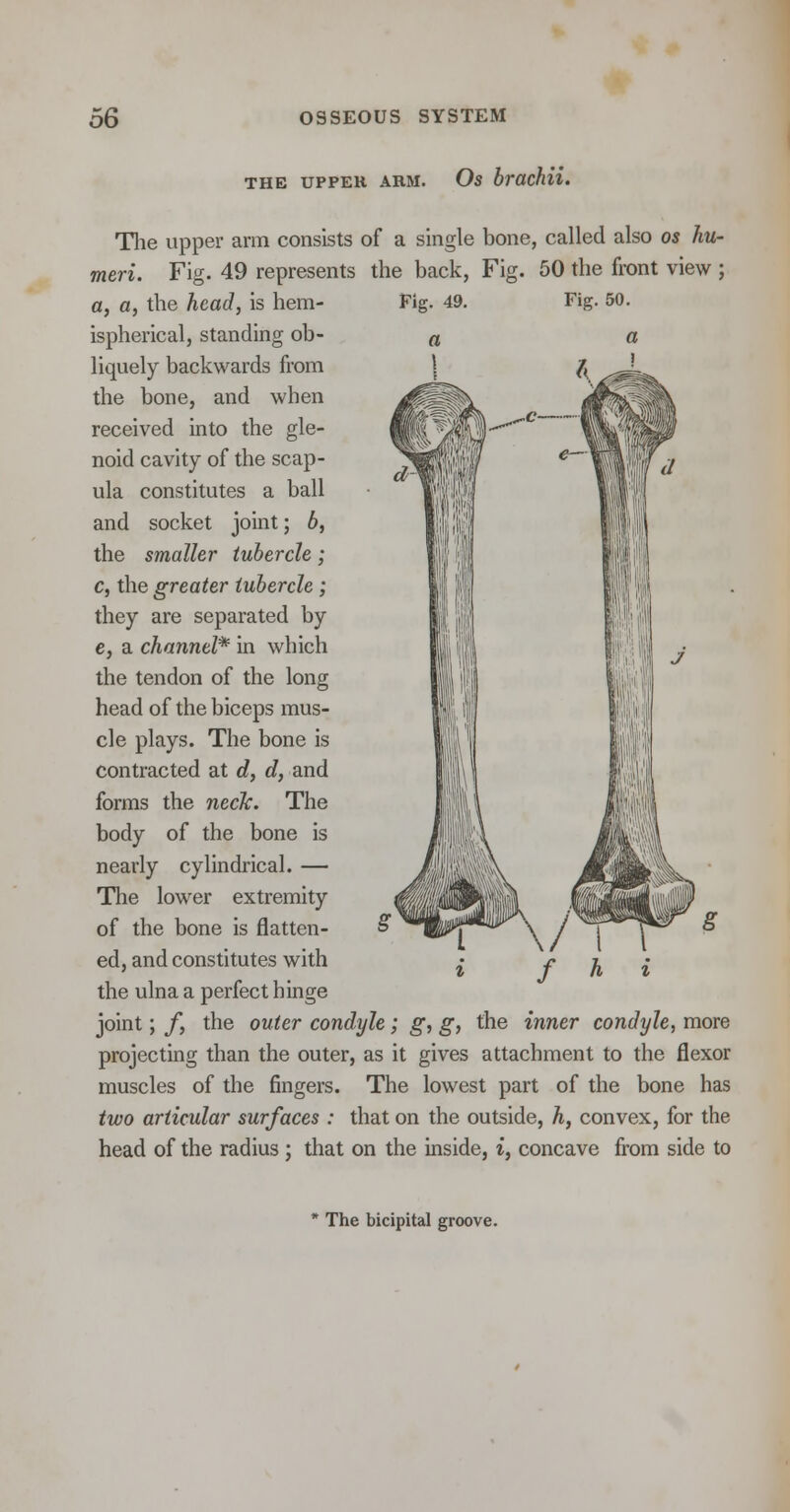THE UPPEK ABM. Os bracflU. The upper arm consists of a single bone, called also os hu- meri. Fig. 49 represents the back, Fig. 50 the front view ; a, a, the head, is hem- Fig. 49. Fig. 50. ispherical, standing ob- liquely backwards from the bone, and when received into the gle- noid cavity of the scap- ula constitutes a ball and socket joint; b, the smaller tubercle; c, the greater tubercle ; they are separated by e, a channel* in which the tendon of the long head of the biceps mus- cle plays. The bone is contracted at d, d, and forms the neck. The body of the bone is nearly cylindrical. — The lower extremity of the bone is flatten- ed, and constitutes with the ulna a perfect hinge joint; /, the outer condyle; g, g} the inner condyle, more projecting than the outer, as it gives attachment to the flexor muscles of the fingers. The lowest part of the bone has two articular surfaces : that on the outside, h, convex, for the head of the radius ; that on the inside, i, concave from side to The bicipital groove.