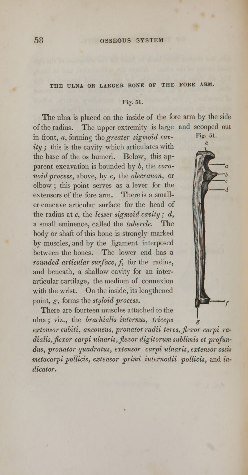 THE ULNA OR LARGER BONE OF THE FORE ARM. Fig. 51. The ulna is placed on the inside of the fore arm by the side of the radius. The upper extremity is large and scooped out in front, a, forming the greater sigmoid cav- FlS- 51- ity ; this is the cavity which articulates with the base of the os humeri. Below, this ap- parent excavation is bounded by 6, the coro- noid process, above, by e, the olecranon, or elbow ; this point serves as a lever for the extensors of the fore arm. There is a small- er concave articular surface for the head of the radius at c, the lesser sigmoid, cavity; d, a small eminence, called the tubercle. The body or shaft of this bone is strongly marked by muscles, and by the ligament interposed between the bones. The lower end has a rounded articular surface, f for the radius, and beneath, a shallow cavity for an inter- articular cartilage, the medium of connexion with the wrist. On the inside, its lengthened point, g, forms the styloid process. There are fourteen muscles attached to the ulna; viz., the brachialis internus, triceps g extensor cubiti, anconeus, pronator radii teres, flexor carpi ra- dialis, flexor carpi ulnaris, flexor digitorum sublimis et profun- dus, pronator quadratus, extensor carpi ulnaris, extensor ossis metacarpi pollicis, extensor primi internodii pollicis, and in- dicator.