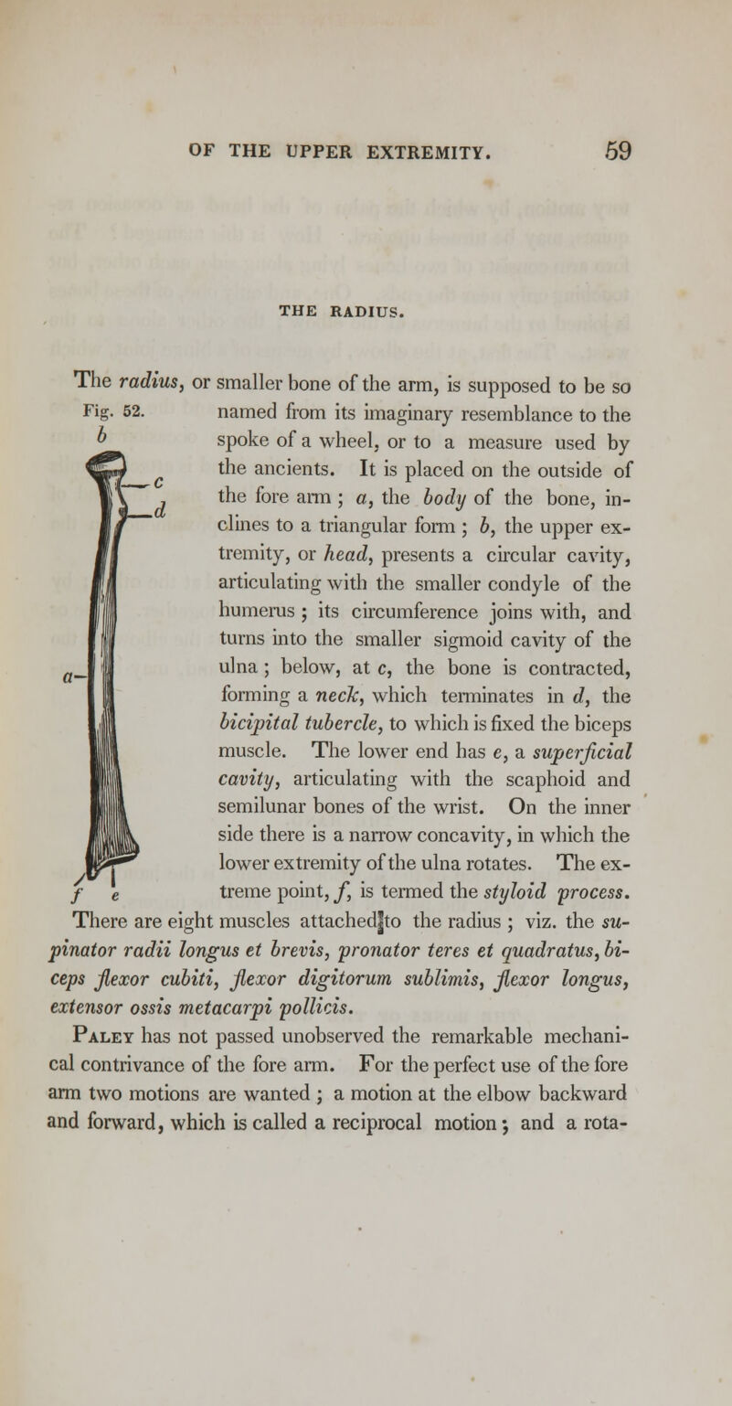 THE RADIUS. a- The radius, or smaller bone of the arm, is supposed to be so Fig. 52. named from its imaginary resemblance to the spoke of a wheel, or to a measure used by the ancients. It is placed on the outside of the fore arm ; a, the body of the bone, in- clines to a triangular form ; b, the upper ex- tremity, or head, presents a circular cavity, articulating with the smaller condyle of the humerus ; its circumference joins with, and turns into the smaller sigmoid cavity of the ulna; below, at c, the bone is contracted, forming a neck, which terminates in d, the bicipital tubercle, to which is fixed the biceps muscle. The lower end has e, a superficial cavity, articulating with the scaphoid and semilunar bones of the wrist. On the inner side there is a narrow concavity, in which the lower extremity of the ulna rotates. The ex- treme point, f, is termed the styloid process. There are eight muscles attachedjto the radius ; viz. the su- pinator radii longus et brevis, pronator teres et quadratus, bi- ceps flexor cubiti, flexor digitorum sublimis, flexor longus, extensor ossis metacarpi pollicis. Paley has not passed unobserved the remarkable mechani- cal contrivance of the fore arm. For the perfect use of the fore arm two motions are wanted ; a motion at the elbow backward and forward, which is called a reciprocal motion •, and a rota-