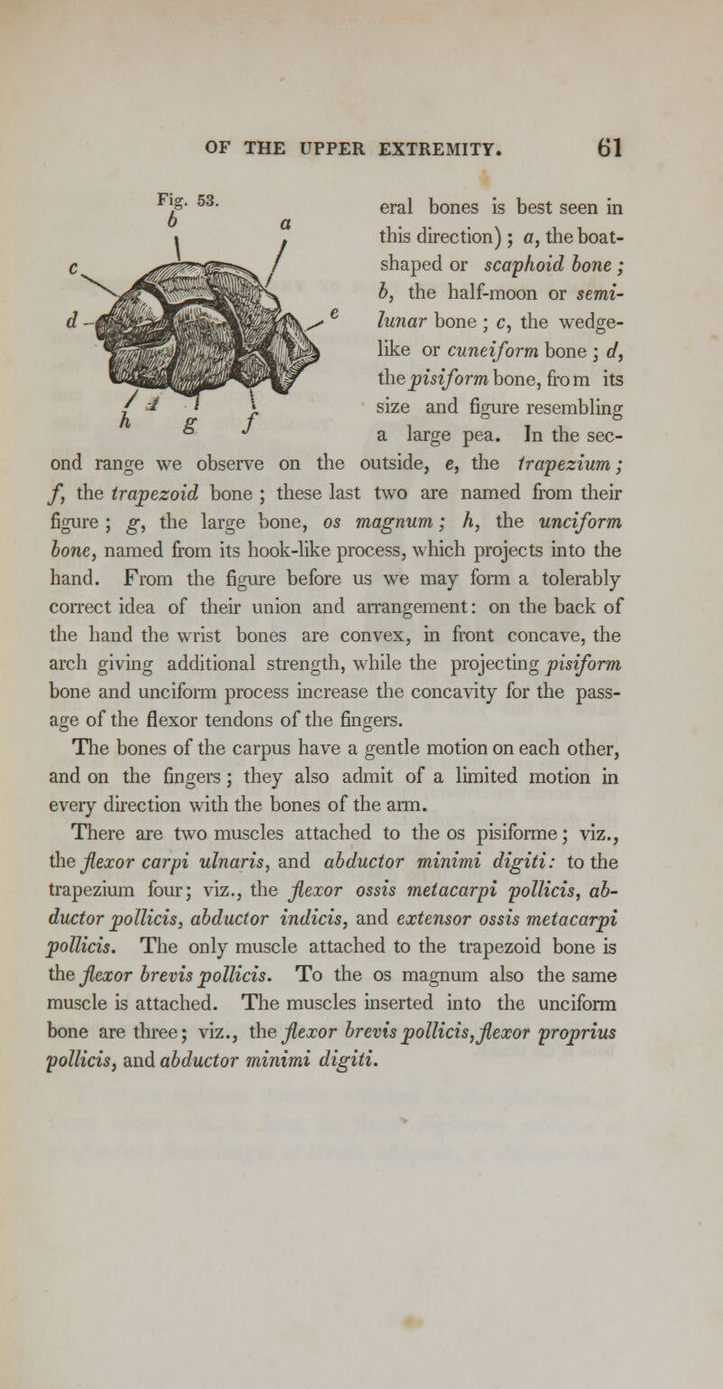 eral bones is best seen in this direction); a, the boat- shaped or scaphoid bone; b, the half-moon or semi- lunar bone ; c, the wedge- like or cuneiform bone ; d, the pisiform bone, fro m its size and figure resembling a large pea. In the sec- ond range we observe on the outside, e, the trapezium; f, the trapezoid bone ; these last two are named from their figure ; g, the large bone, os magnum; h, the unciform bone, named from its hook-like process, which projects into the hand. From the figure before us we may form a tolerably correct idea of their union and arrangement: on the back of the hand the wrist bones are convex, in front concave, the arch giving additional strength, while the projecting pisiform bone and unciform process increase the concavity for the pass- age of the flexor tendons of the fingers. The bones of the carpus have a gentle motion on each other, and on the fingers; they also admit of a limited motion in every direction with the bones of the arm. There are two muscles attached to the os pisiforme; viz., the flexor carpi ulnaris, and abductor minimi digiti: to the trapezium four; viz., the flexor ossis metacarpi pollicis, ab- ductor pollicis, abductor indicis, and extensor ossis metacarpi pollicis. The only muscle attached to the trapezoid bone is the flexor brevis pollicis. To the os magnum also the same muscle is attached. The muscles inserted into the unciform bone are three; viz., the flexor brevis pollicis, flexor proprius pollicis, and abductor minimi digiti.