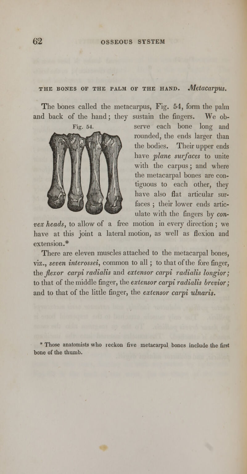THE BONES OF THE PALM OF THE HAND. Metacarpus. The bones called the metacarpus, Fig. 54, form the palm and back of the hand; they sustain the fingers. We ob- Fig. 54. serve each bone long and rounded, the ends larger than the bodies. Their upper ends have plane surfaces to unite with the carpus; and where the metacarpal bones are con- tiguous to each other, they have also flat articular sur- faces ; their lower ends artic- ulate with the fingers by con- vex heads, to allow of a free motion in every direction ; we have at this joint a lateral motion, as well as flexion and extension.* There are eleven muscles attached to the metacarpal bones, viz., seven interossei, common to all; to that of the fore finger, the flexor carpi radialis and extensor carpi radialis longior; to that of the middle finger, the extensor carpi radialis brevior; and to that of the little finger, the extensor carpi ulnaris. * Those anatomists who reckon five metacarpal bones include the first bone of the thumb.