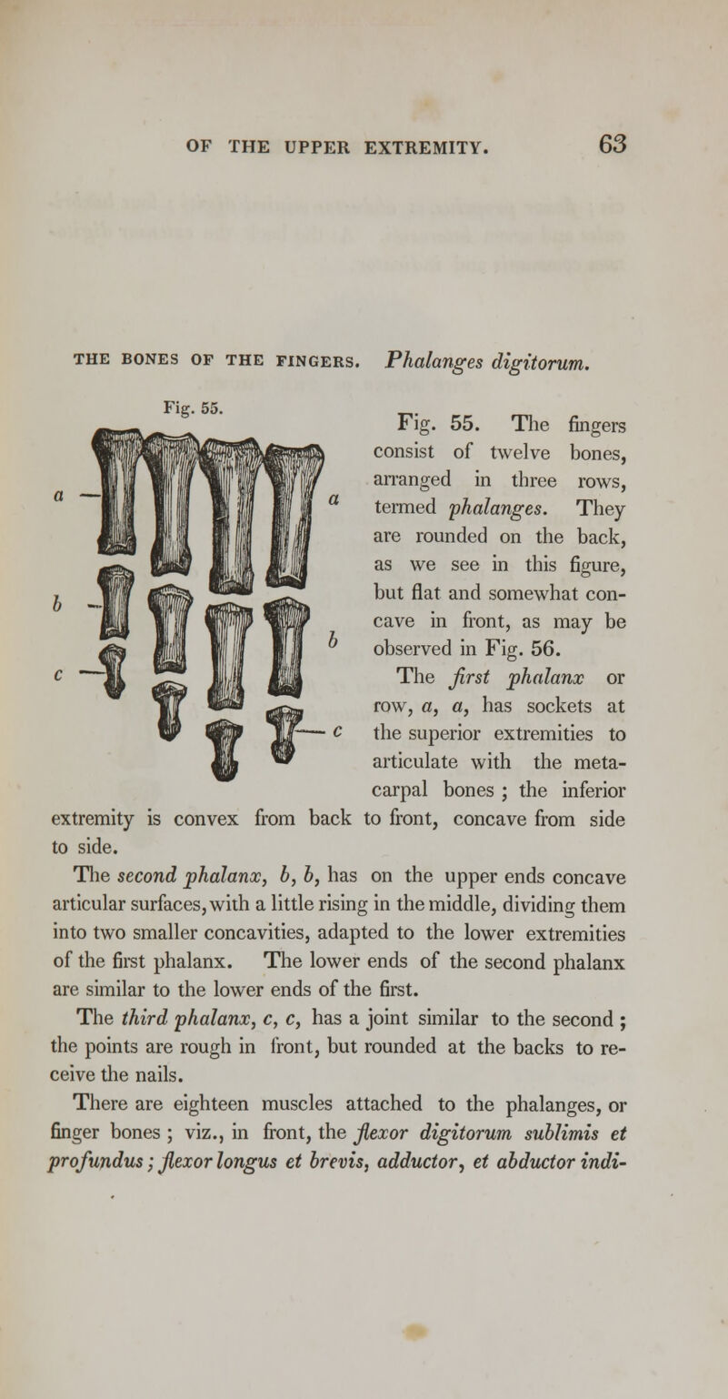 b J the bones of the fingers. Phalanges digitorum. Fig- 55. r. Fig. 55. The fingers consist of twelve bones, arranged in three rows, termed phalanges. They are rounded on the back, as we see in this figure, but flat and somewhat con- cave in front, as may be observed in Fig. 56. The first phalanx or row, a, a, has sockets at the superior extremities to articulate with the meta- carpal bones ; the inferior extremity is convex from back to front, concave from side to side. The second phalanx, b, b, has on the upper ends concave articular surfaces, with a little rising in the middle, dividing them into two smaller concavities, adapted to the lower extremities of the first phalanx. The lower ends of the second phalanx are similar to the lower ends of the first. The third phalanx, c, c, has a joint similar to the second ; the points are rough in front, but rounded at the backs to re- ceive the nails. There are eighteen muscles attached to the phalanges, or finger bones ; viz., in front, the flexor digitorum sublimis et profundus; flexor longus et brevis, adductor, et abductor indi-