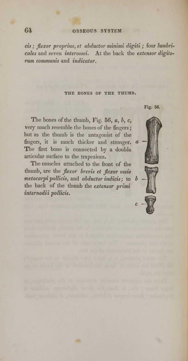 cis; flexor proprius, et abductor minimi digiti ; four lumbri- cales and seven interossei. At the back the extensor digito- rum com?nunis and indicator. THE BONES OF THE THUMB. Fig. 56. The bones of the thumb, Fig. 56, a, b, c, very much resemble the bones of the fingers; but as the thumb is the antagonist of the fingers, it is much thicker and stronger. « The first bone is connected by a double articular surface to the trapezium. The muscles attached to the front of the thumb, are the flexor brevis et flexor ossis metacarpipoUicis, and abductor indicis; to b the back of the thumb the extensor primi internodii pollicis.