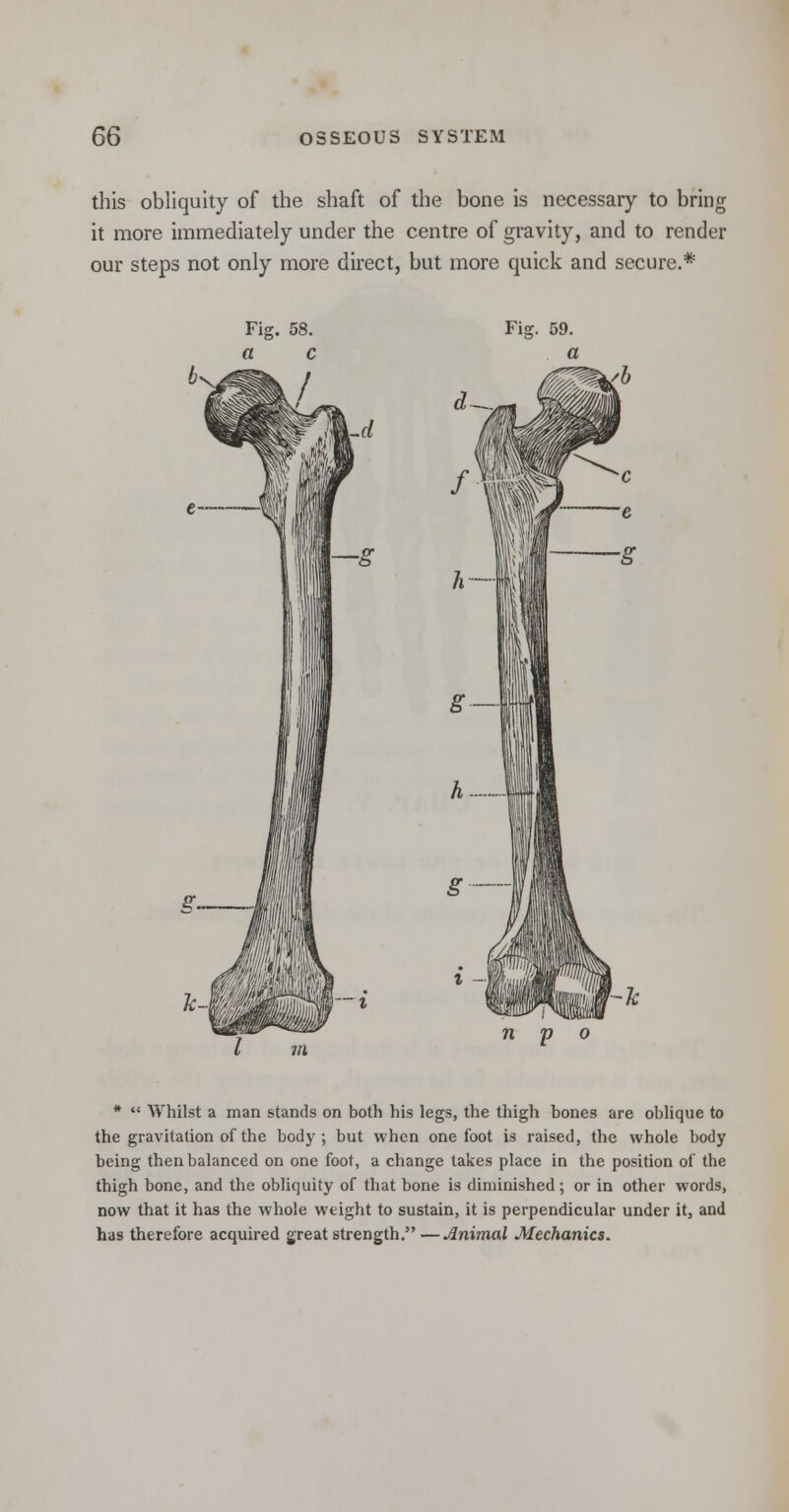 this obliquity of the shaft of the bone is necessary to bring it more immediately under the centre of gravity, and to render our steps not only more direct, but more quick and secure.* n p *  Whilst a man stands on both his legs, the thigh bones are oblique to the gravitation of the body; but when one foot is raised, the whole body being then balanced on one foot, a change takes place in the position of the thigh bone, and the obliquity of that bone is diminished; or in other words, now that it has the whole weight to sustain, it is perpendicular under it, and has therefore acquired great strength. —Animal Mechanics.