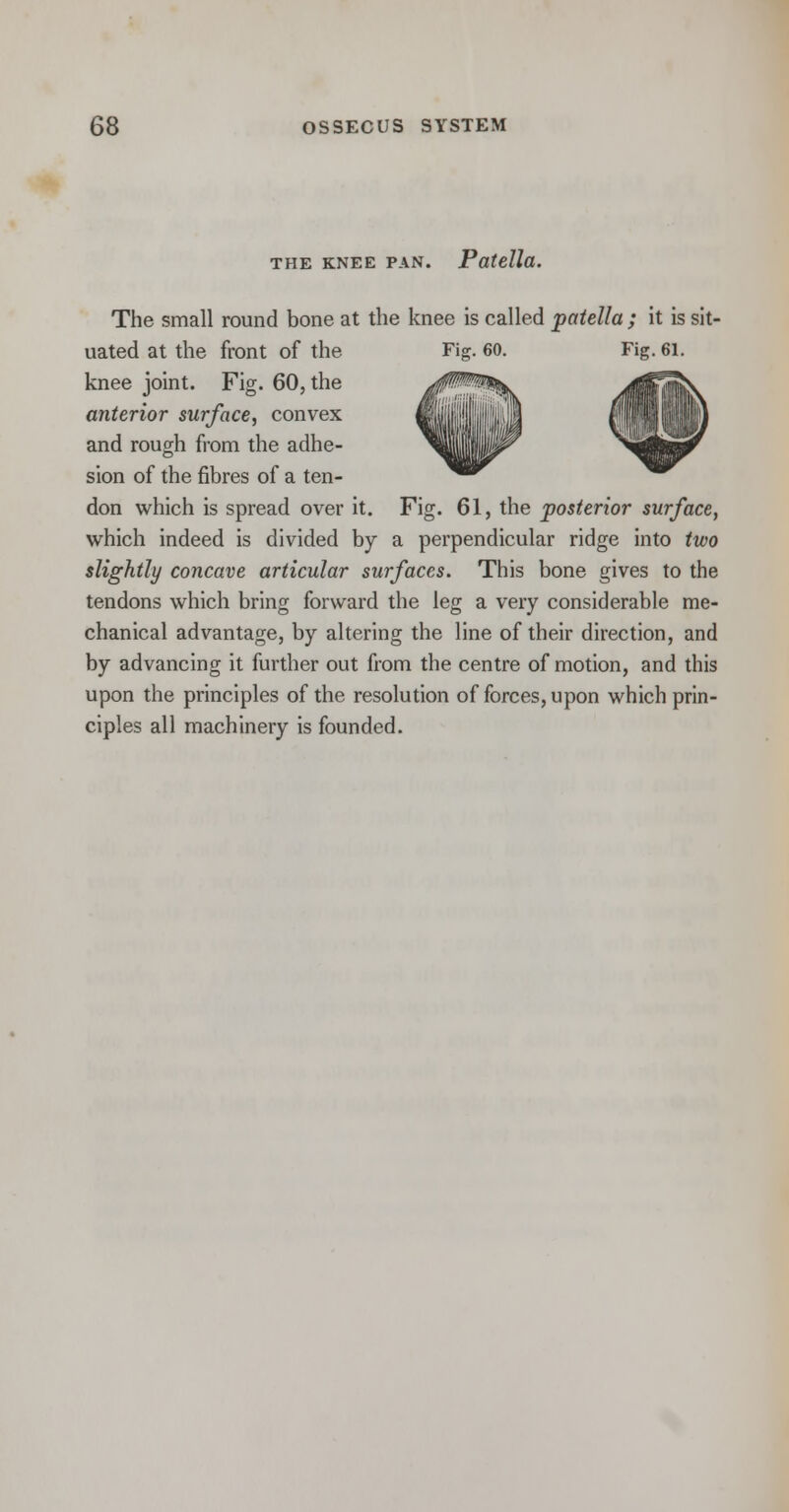 the knee pan. Patella. The small round bone at the knee is called patella ; it is sit- uated at the front of the Fig. 60. Fig. 61. knee joint. Fig. 60, the anterior surface, convex and rough from the adhe- sion of the fibres of a ten- don which is spread over it. Fig. 61, the posterior surface, which indeed is divided by a perpendicular ridge into two slightly concave articular surfaces. This bone gives to the tendons which bring forward the leg a very considerable me- chanical advantage, by altering the line of their direction, and by advancing it further out from the centre of motion, and this upon the principles of the resolution of forces, upon which prin- ciples all machinery is founded.