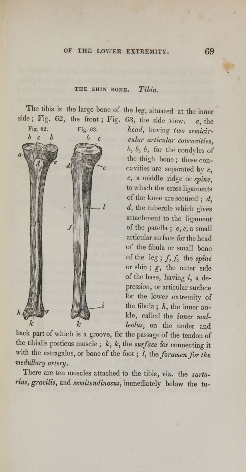 THE SHIN BONE. Tibia. The tibia is the large bone of the leg, situated at the inner side ; Fig. 62, the front; Fig. 63, the side view, a, the head, having two semicir- cular articular concavities, b, b, b, for the condyles of the thigh bone; these con- cavities are separated by c, c, a middle ridge or spine, to which the cross ligaments of the knee are secured ; d, d, the tubercle which gives attachment to the ligament of the patella ; e, e, a small articular surface for the head of the fibula or small bone of the leg ; /, /, the spine or shin ; g, the outer side of the base, having i, a de- pression, or articular surface for the lower extremity of the fibula; h, the inner an- kle, called the inner mal- leolus, on the under and back part of which is a groove, for the passage of the tendon of the tibialis posticus muscle ; 1c, 7c, the surface for connecting it with the astragalus, or bone of the foot; /, the foramen for the medullary artery. There are ten muscles attached to the tibia, viz. the sarto- rius, gracilis, and semitendinosus, immediately below the tu-