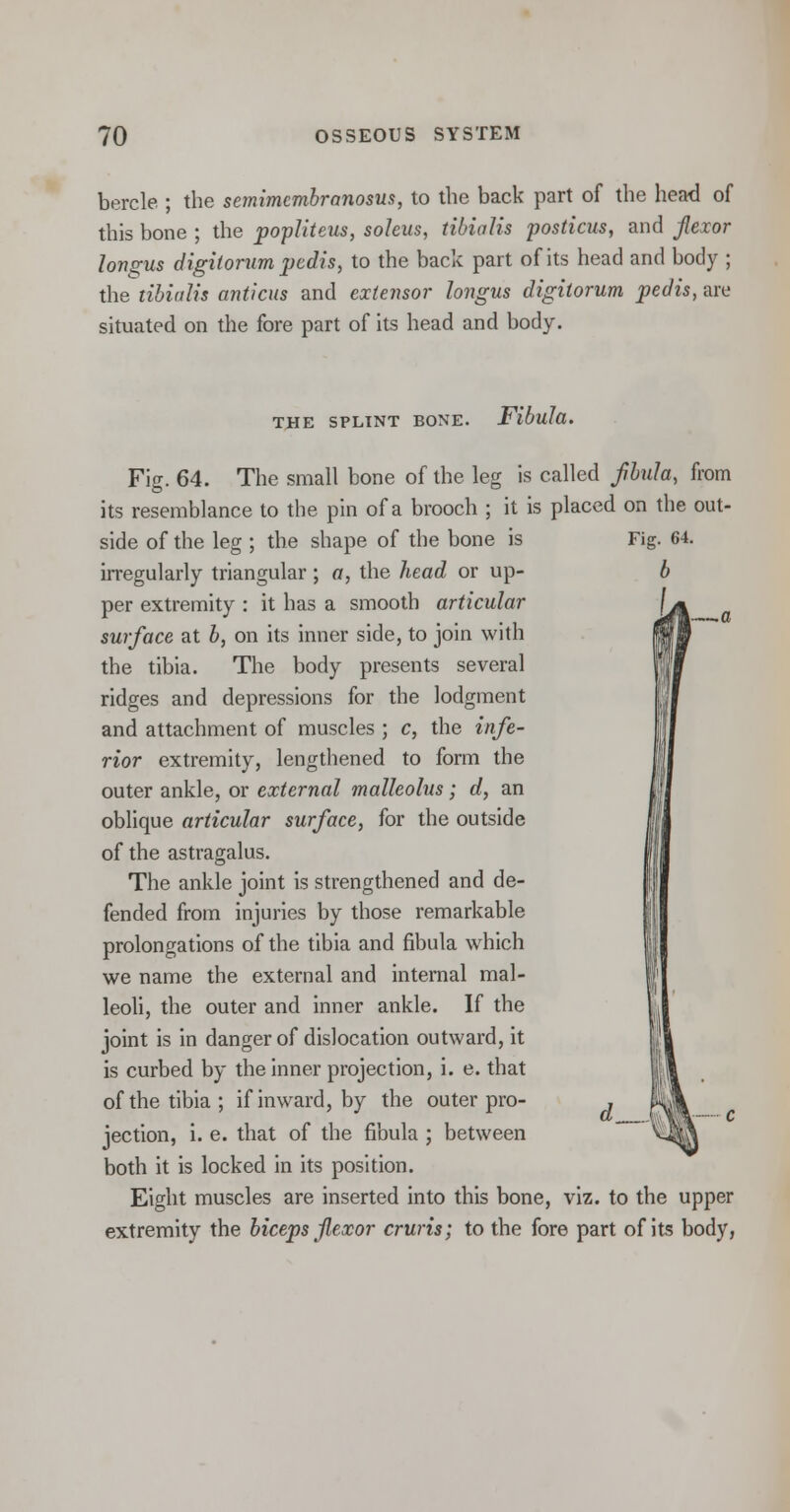 bercle ; the semimembranosus, to the back part of the head of this bone ; the popliteus, soleus, tibialis posticus, and flexor longus digitorum pedis, to the back part of its head and body ; the tibialis anticus and extensor longus digitorum pedis, are situated on the fore part of its head and body. THE SPLINT BONE. Fibula. -a Fig. 64. The small bone of the leg is called flbula, from its resemblance to the pin of a brooch ; it is placed on the out- side of the leg ; the shape of the bone is Fig. 64. irregularly triangular; a, the head or up- b per extremity : it has a smooth articular surface at b, on its inner side, to join with the tibia. The body presents several ridges and depressions for the lodgment and attachment of muscles ; c, the infe- rior extremity, lengthened to form the outer ankle, or external malleolus; d, an oblique articular surface, for the outside of the astragalus. The ankle joint is strengthened and de- fended from injuries by those remarkable prolongations of the tibia and fibula which we name the external and internal mal- leoli, the outer and inner ankle. If the joint is in danger of dislocation outward, it is curbed by the inner projection, i. e. that of the tibia ; if inward, by the outer pro- , jection, i. e. that of the fibula ; between both it is locked in its position. Eight muscles are inserted into this bone, viz. to the upper extremity the biceps flexor cruris; to the fore part of its body,
