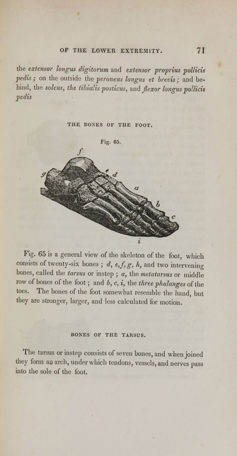 the extensor longus digitorum and extensor proprius pollicis pedis ; on the outside the peroneus longus et brevis; and be- hind, the soleus, the tibialis posticus, and flexor longus pollicis pedis THE BONES OF THE FOOT. Fig. 65. Fig. 65 is a general view of the skeleton of the foot, which consists of twenty-six bones ; d, e,f, g, h, and two intervening bones, called the tarsus or instep ; a, the metatarsus or middle row of bones of the foot; and b, c, i, the three phalanges of the toes. The bones of the foot somewhat resemble the hand, but they are stronger, larger, and less calculated for motion. BONES OF THE TARSUS. The tarsus or instep consists of seven bones, and when joined they form an arch, under which tendons, vessels, and nerves pass into the sole of the foot.